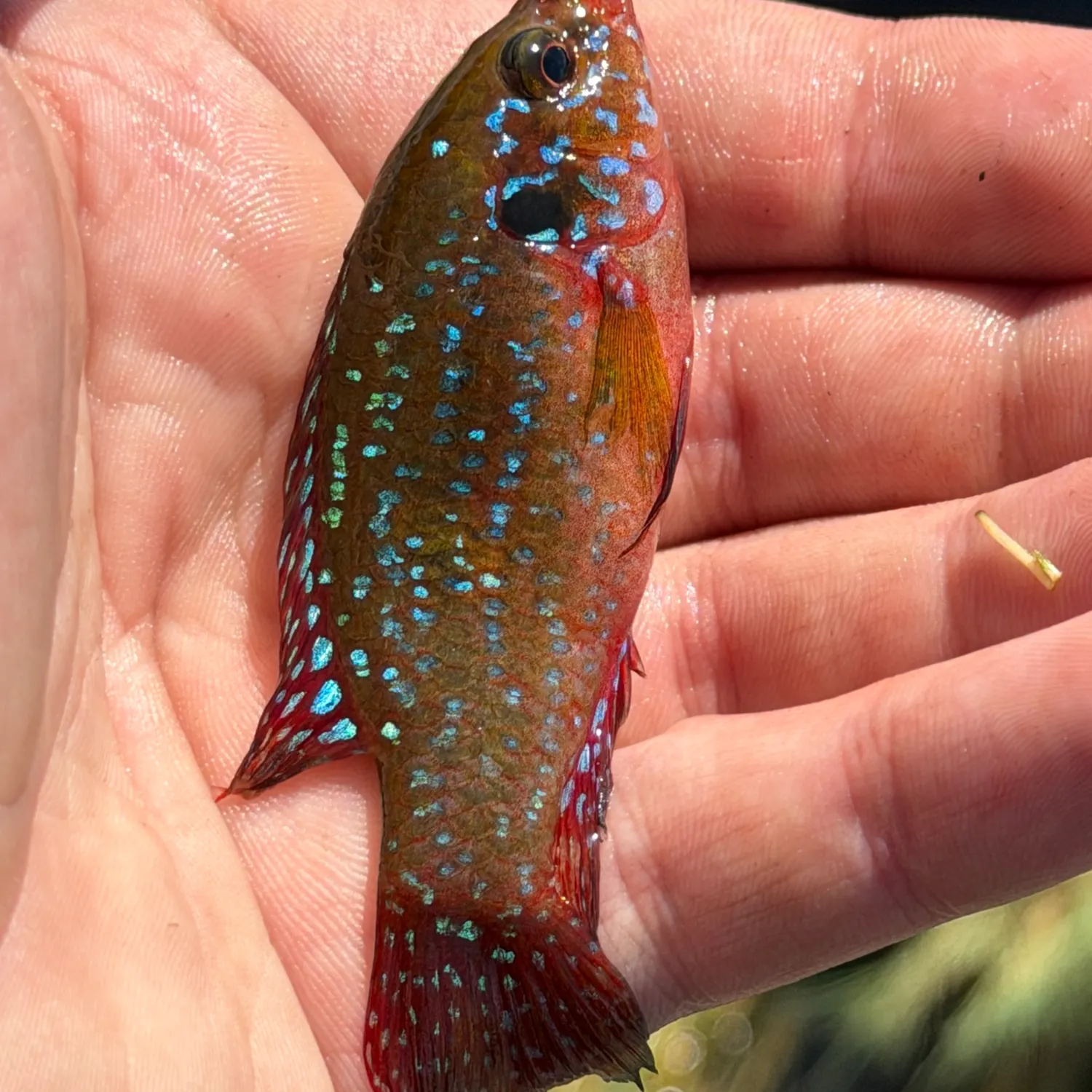 The most recent African Jewelfish catches on Fishbrain