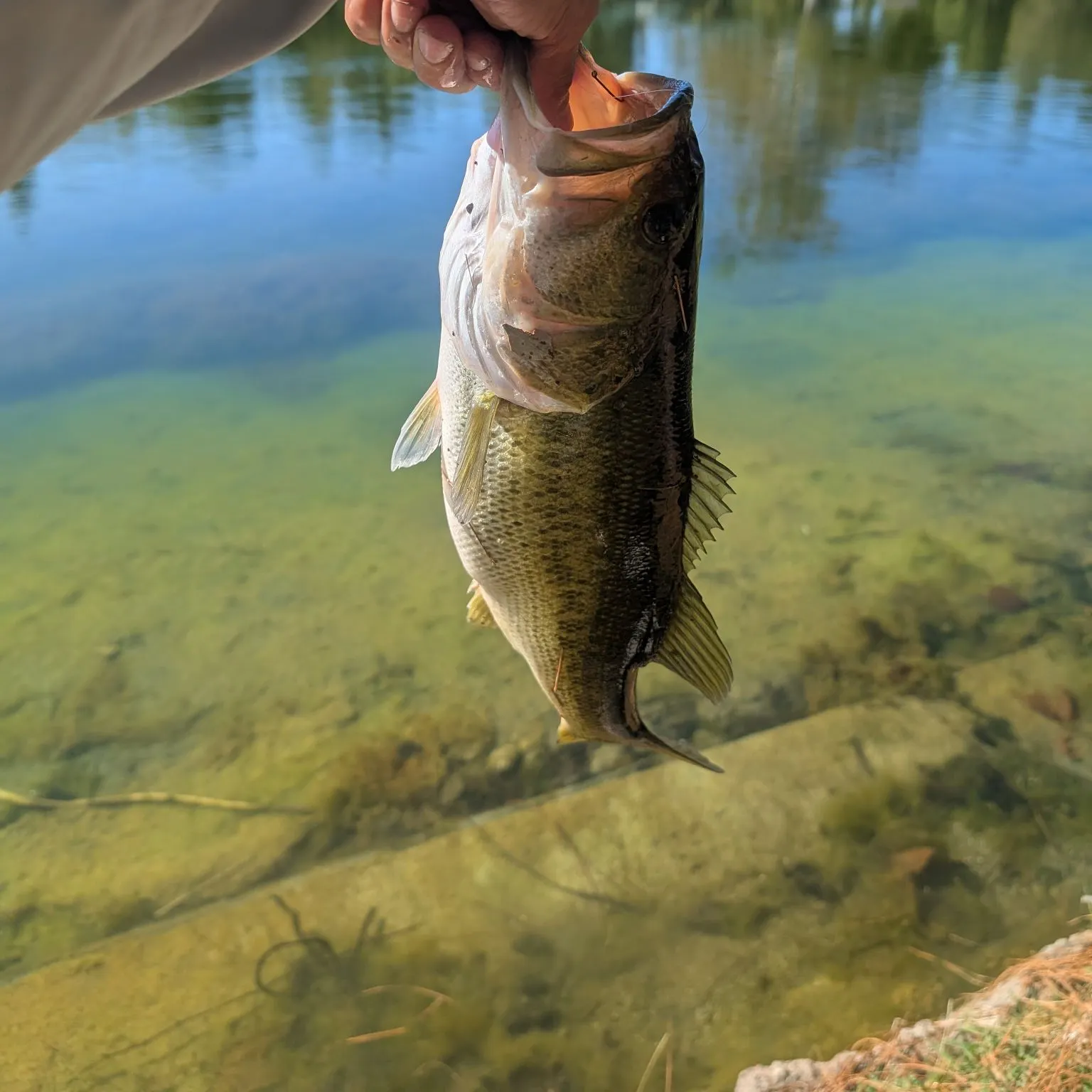Largemouth bass caught on Fishbrain