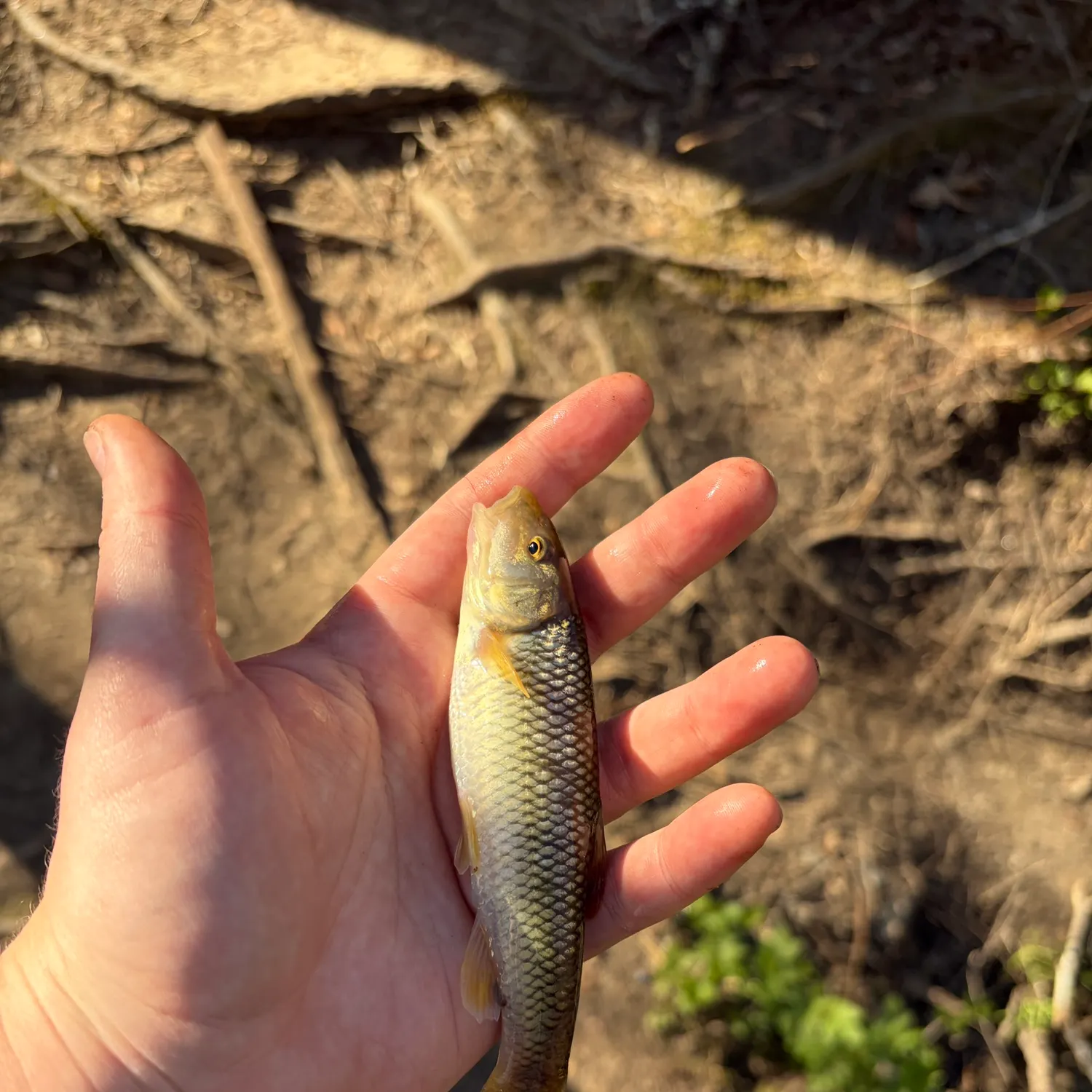 The most recent Bluehead chub catches on Fishbrain