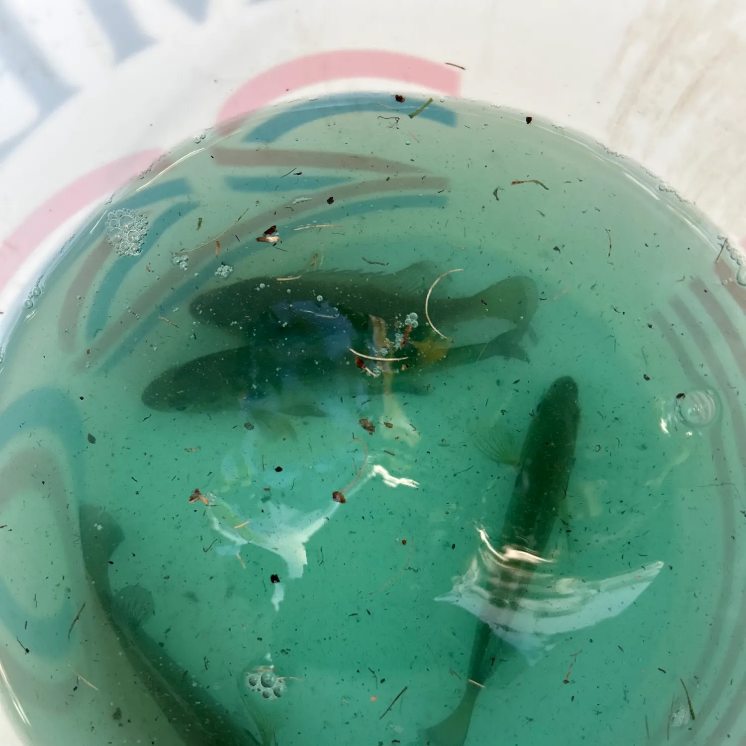 Fish caught on Fishbrain