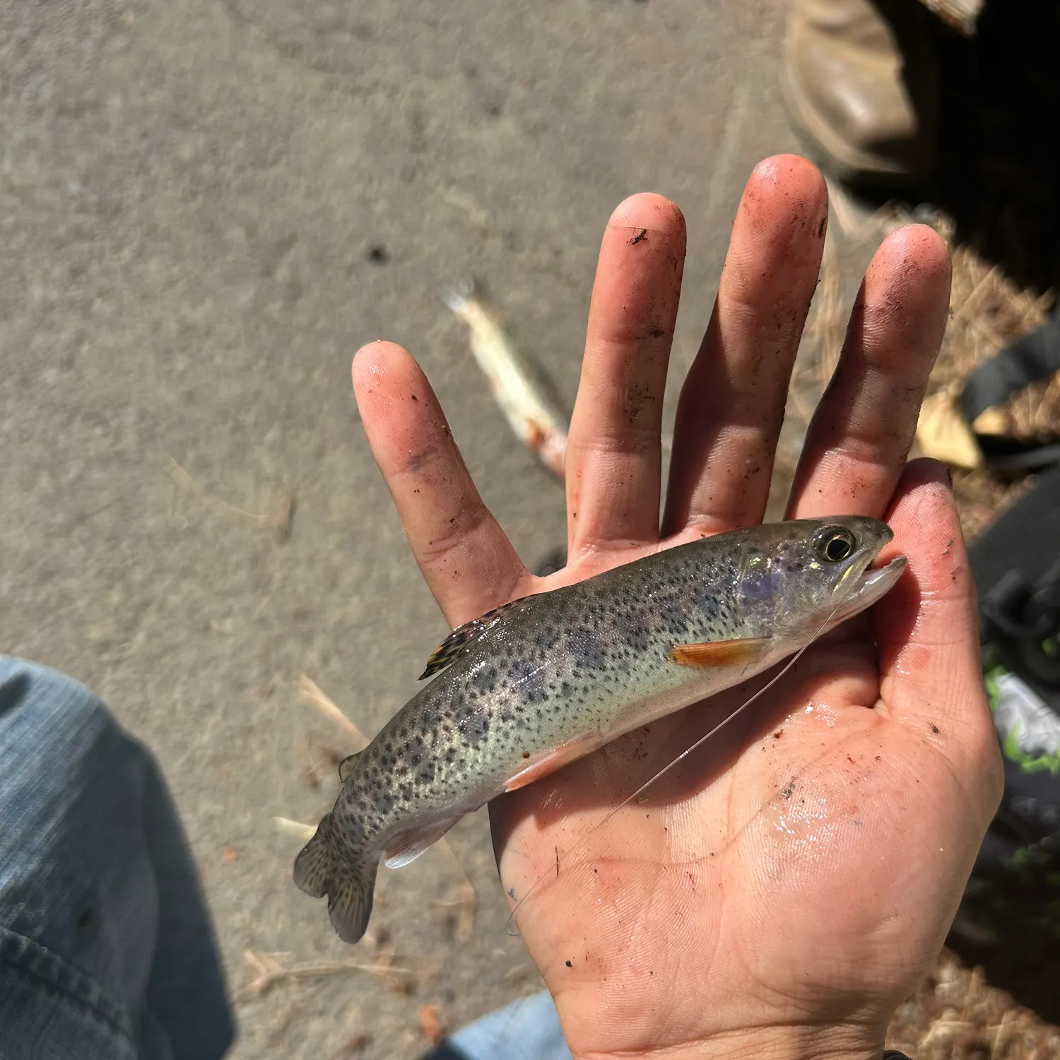 Westslope cutthroat trout caught on Fishbrain