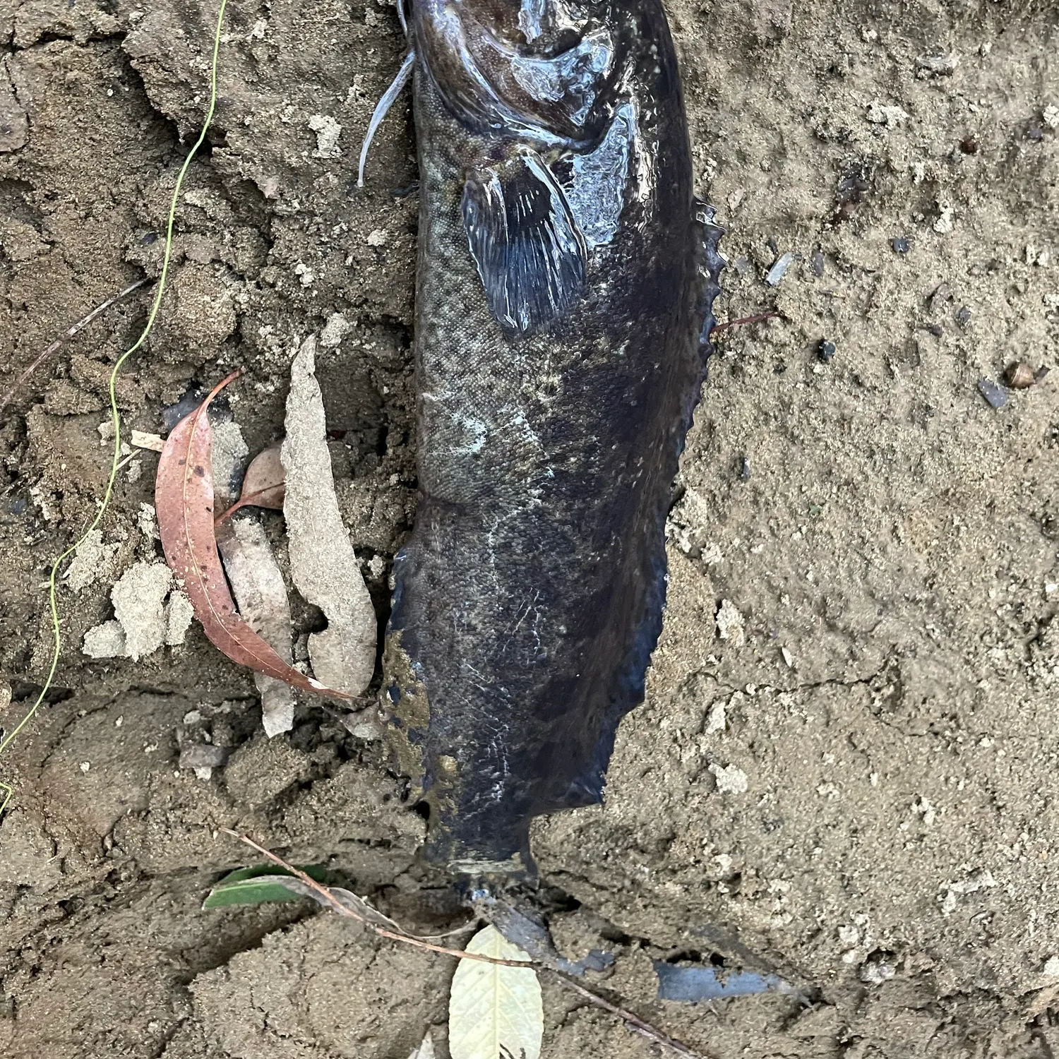 River blackfish caught on Fishbrain