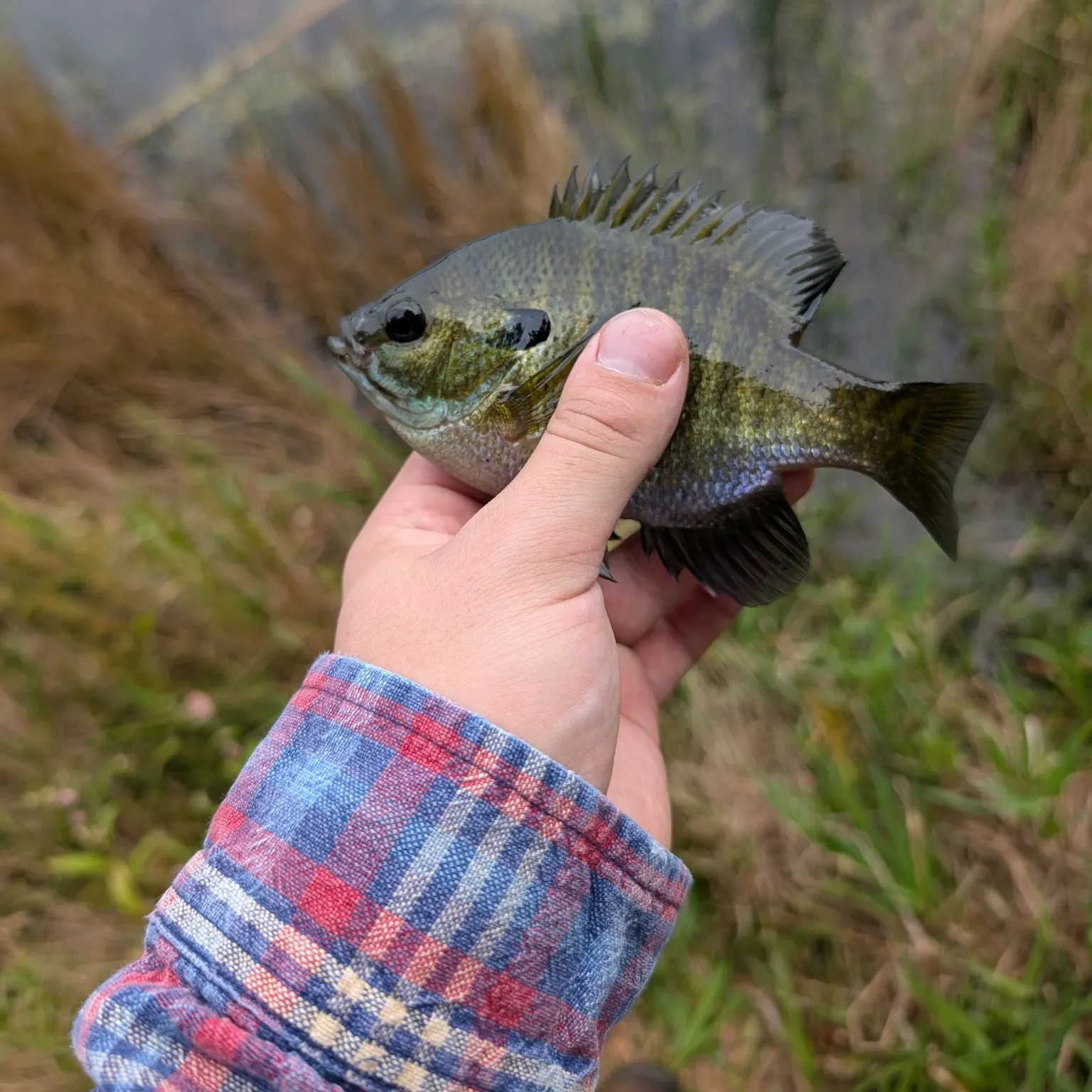 Bluegill caught on Fishbrain
