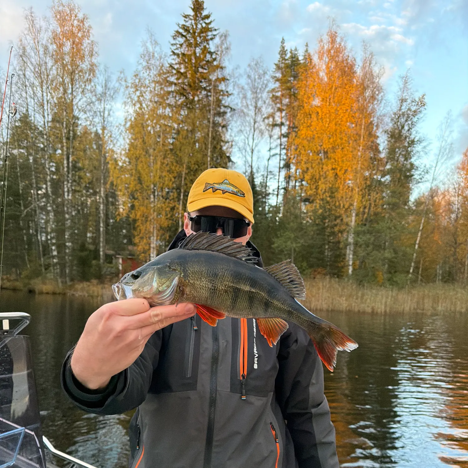 European perch caught on Fishbrain