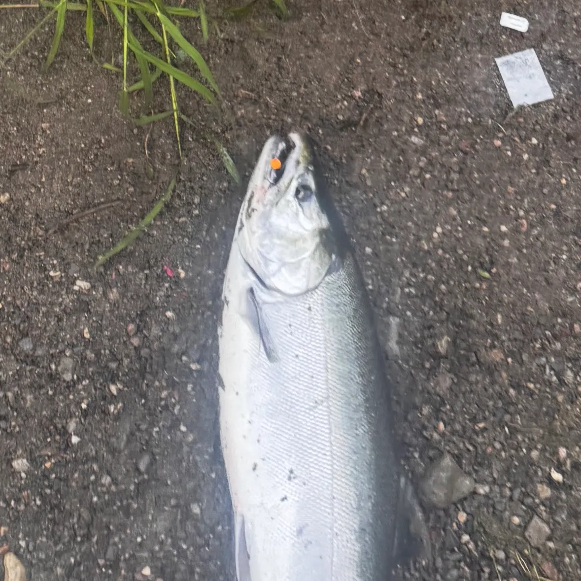 Coho salmon caught on Fishbrain