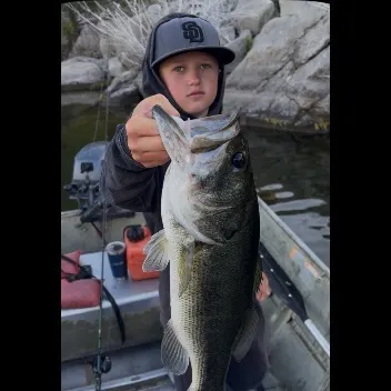 The most recent Caribbean reef octopus catches on Fishbrain