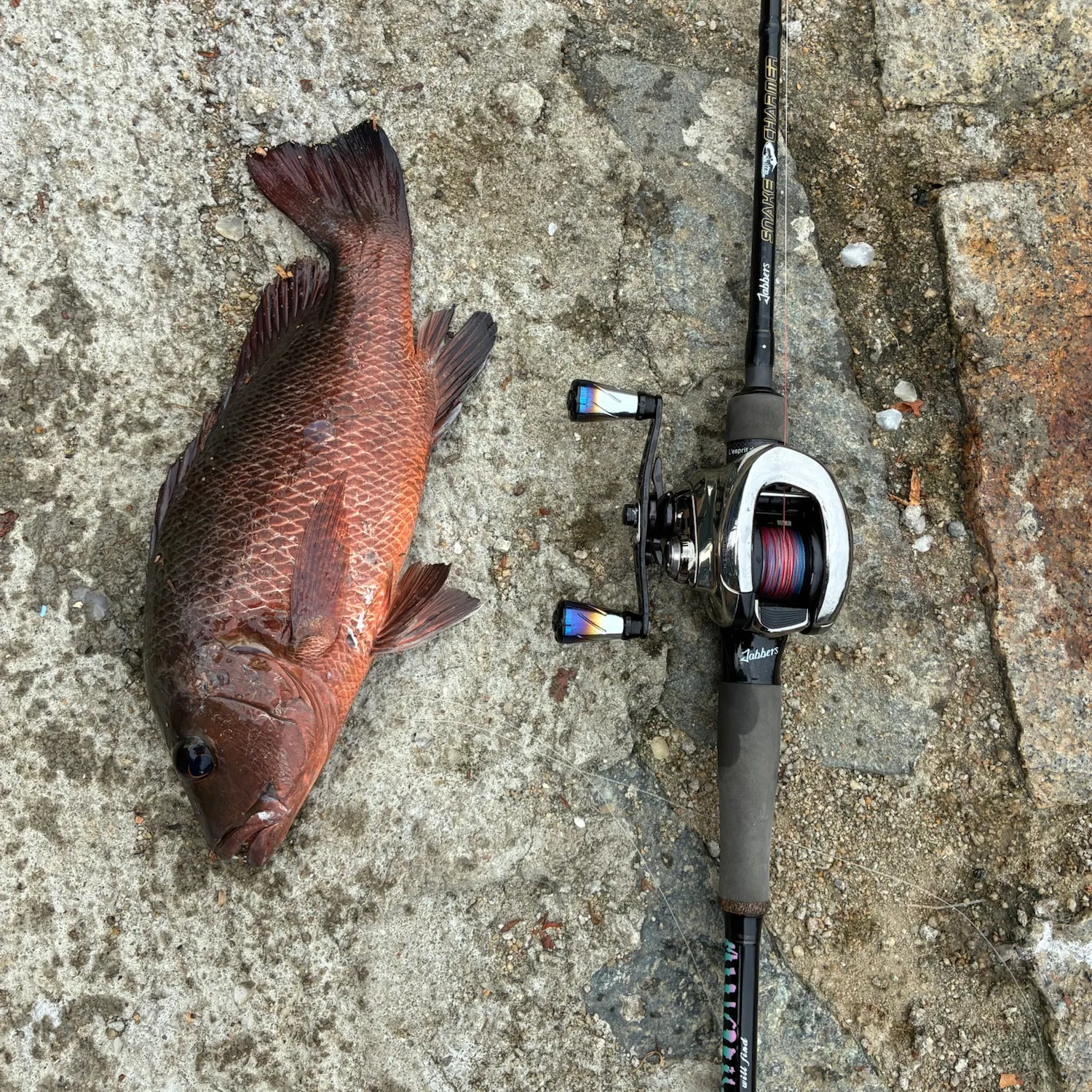 Fish caught on Fishbrain