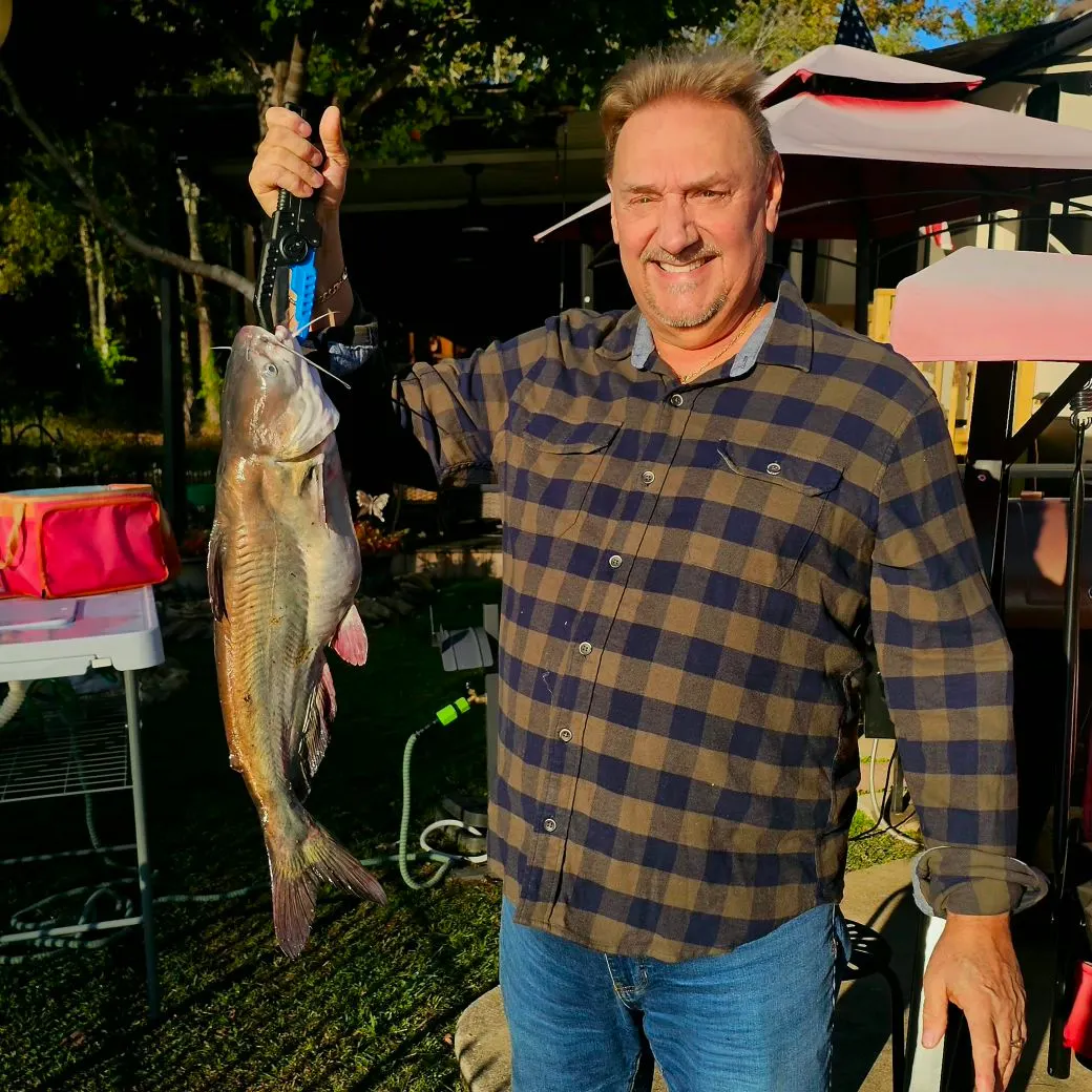 Blue catfish caught on Fishbrain