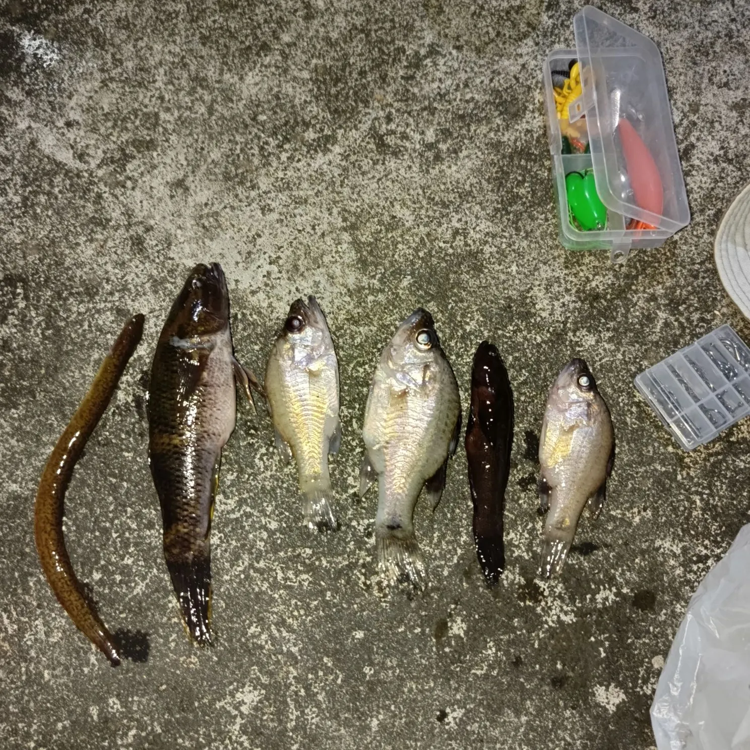 The most recent Milkfish catches on Fishbrain