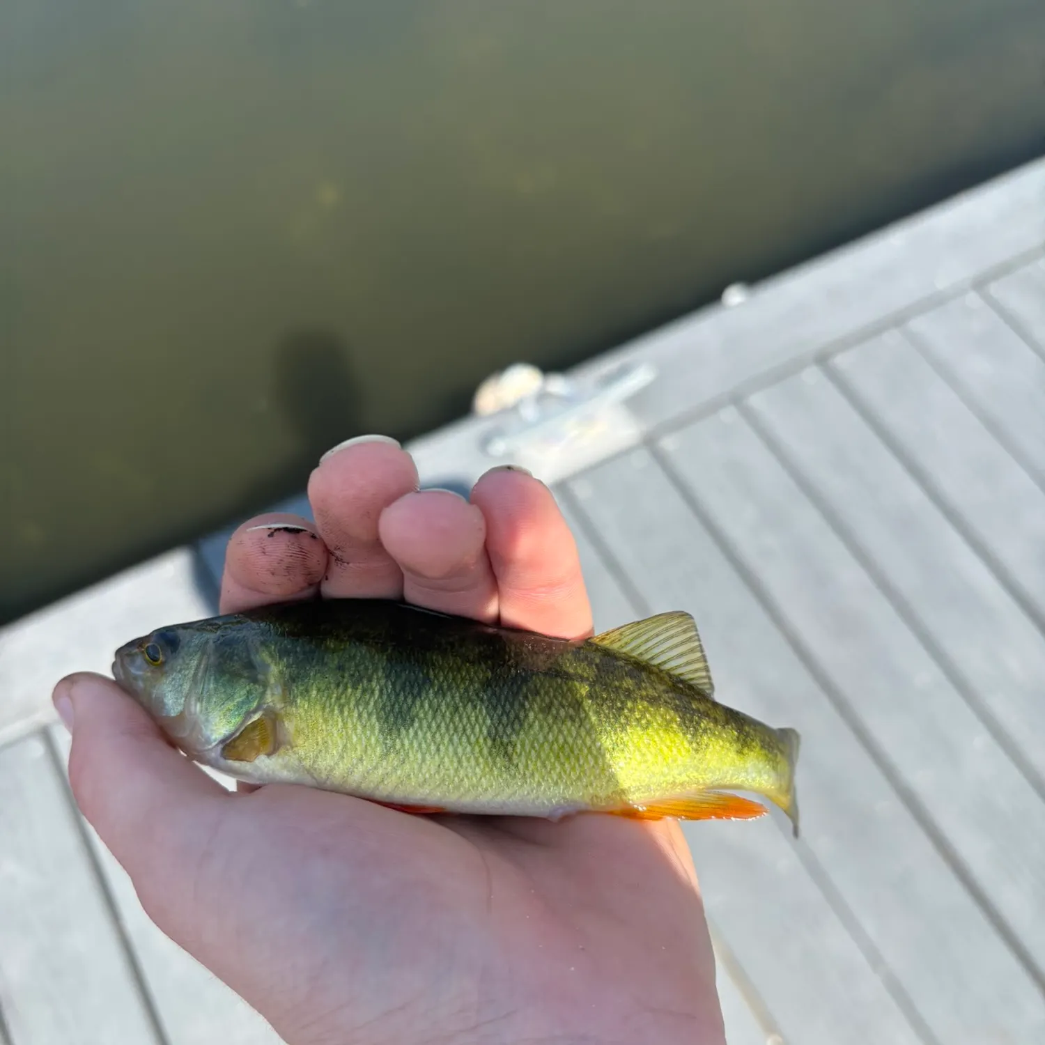 Yellow perch caught on Fishbrain