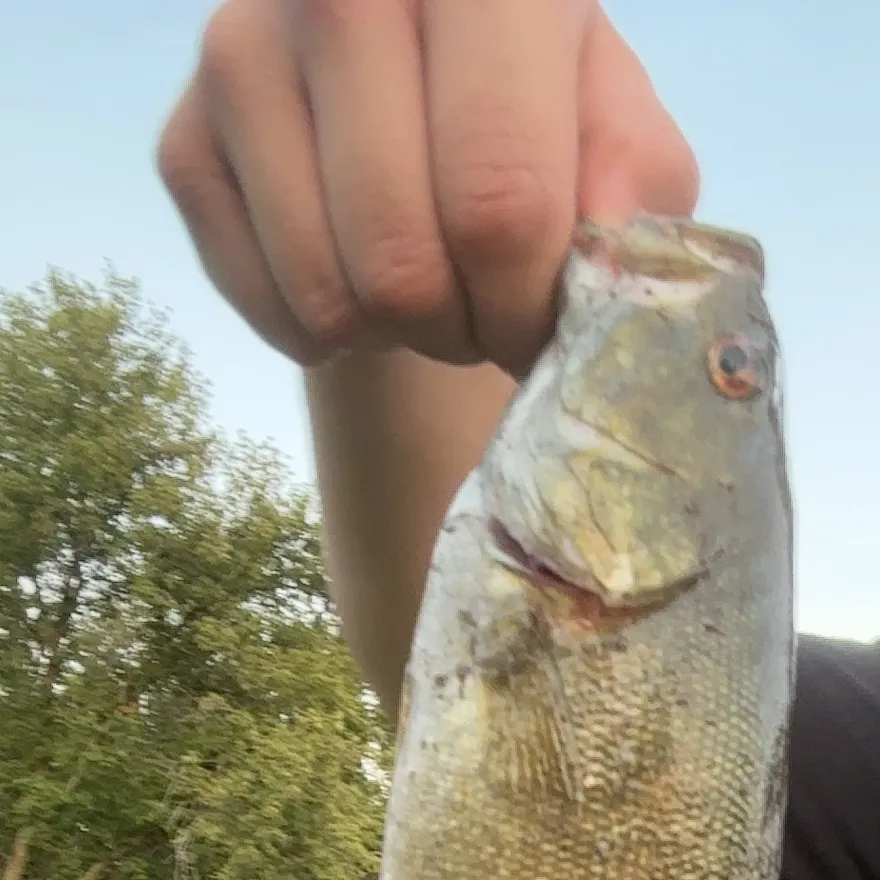 Smallmouth bass caught on Fishbrain