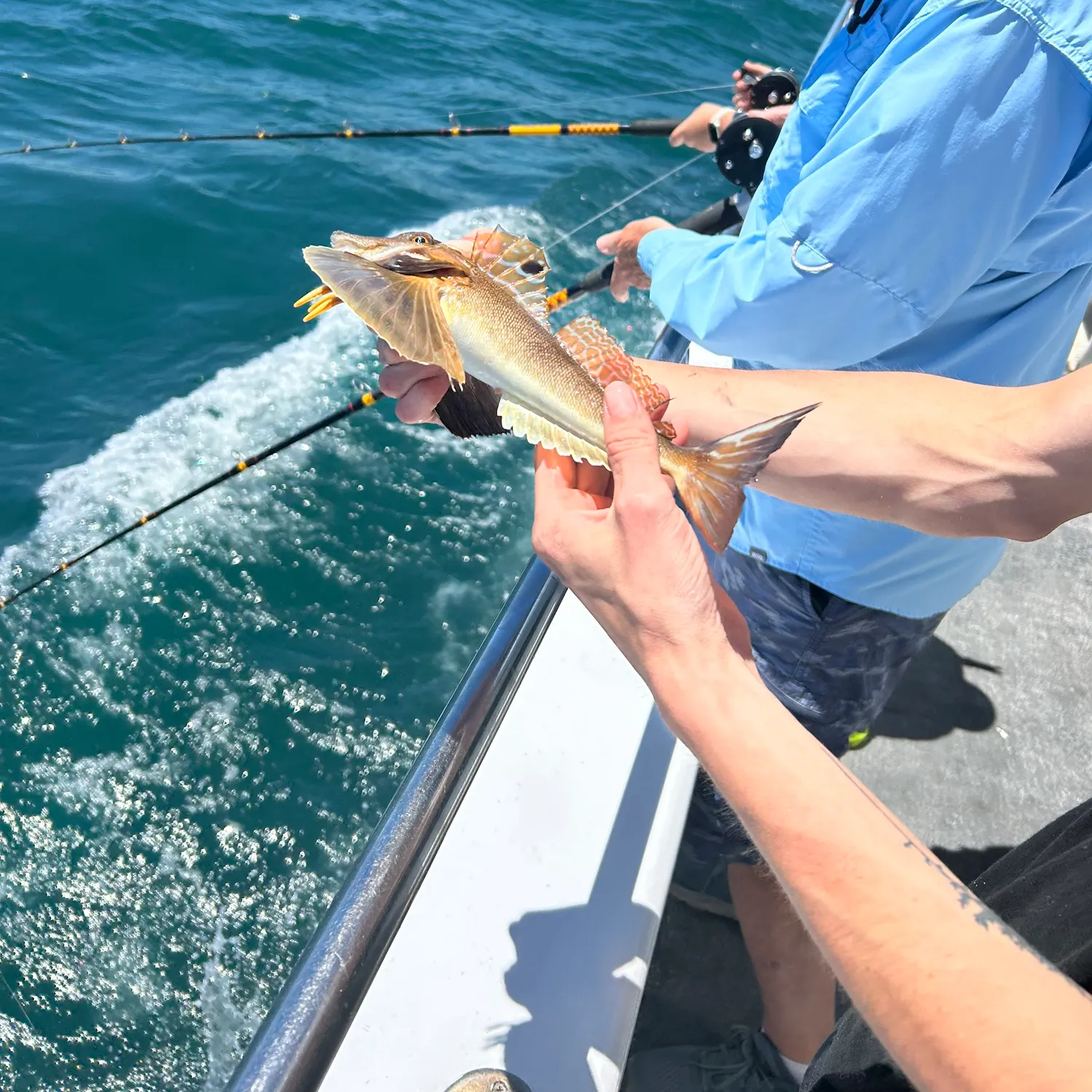 recently logged catches