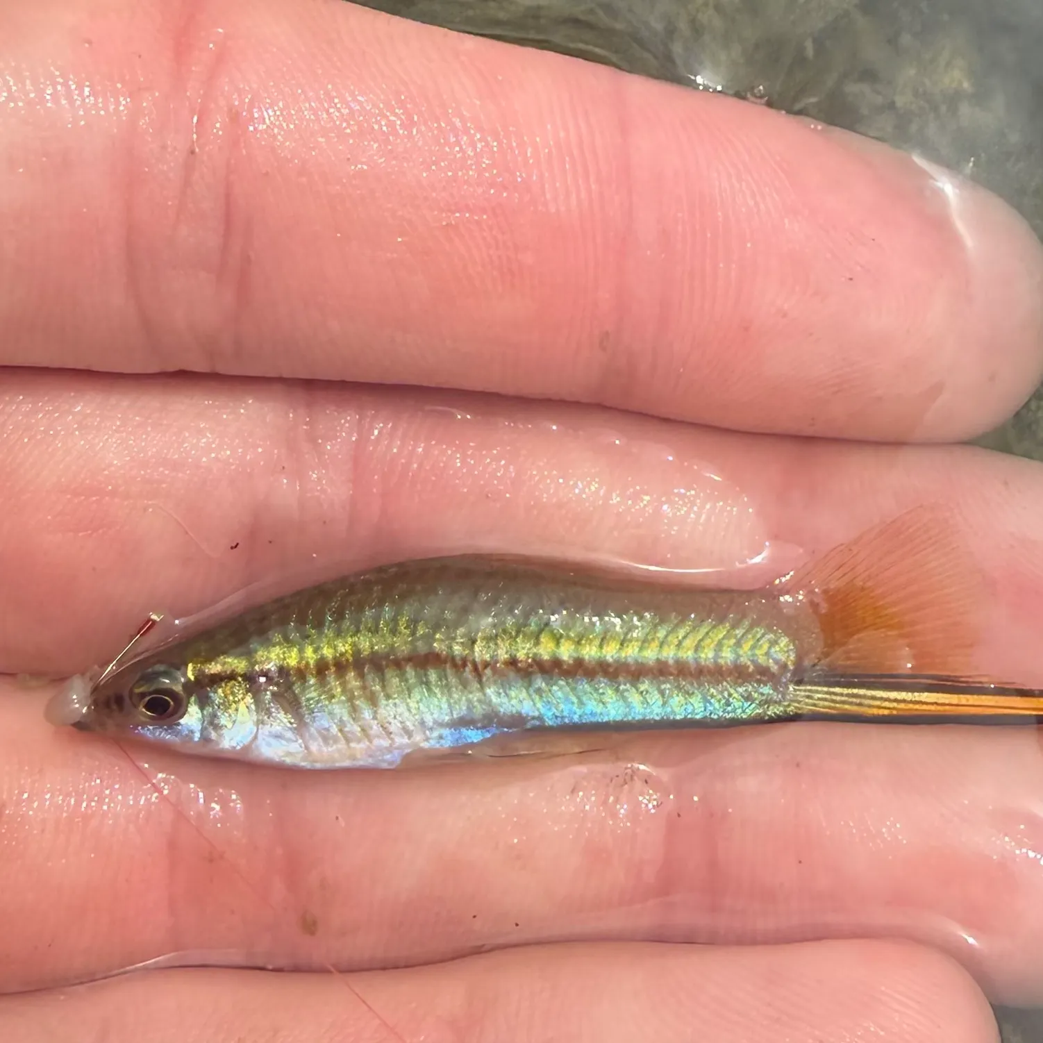 The most recent Green swordtail catches on Fishbrain