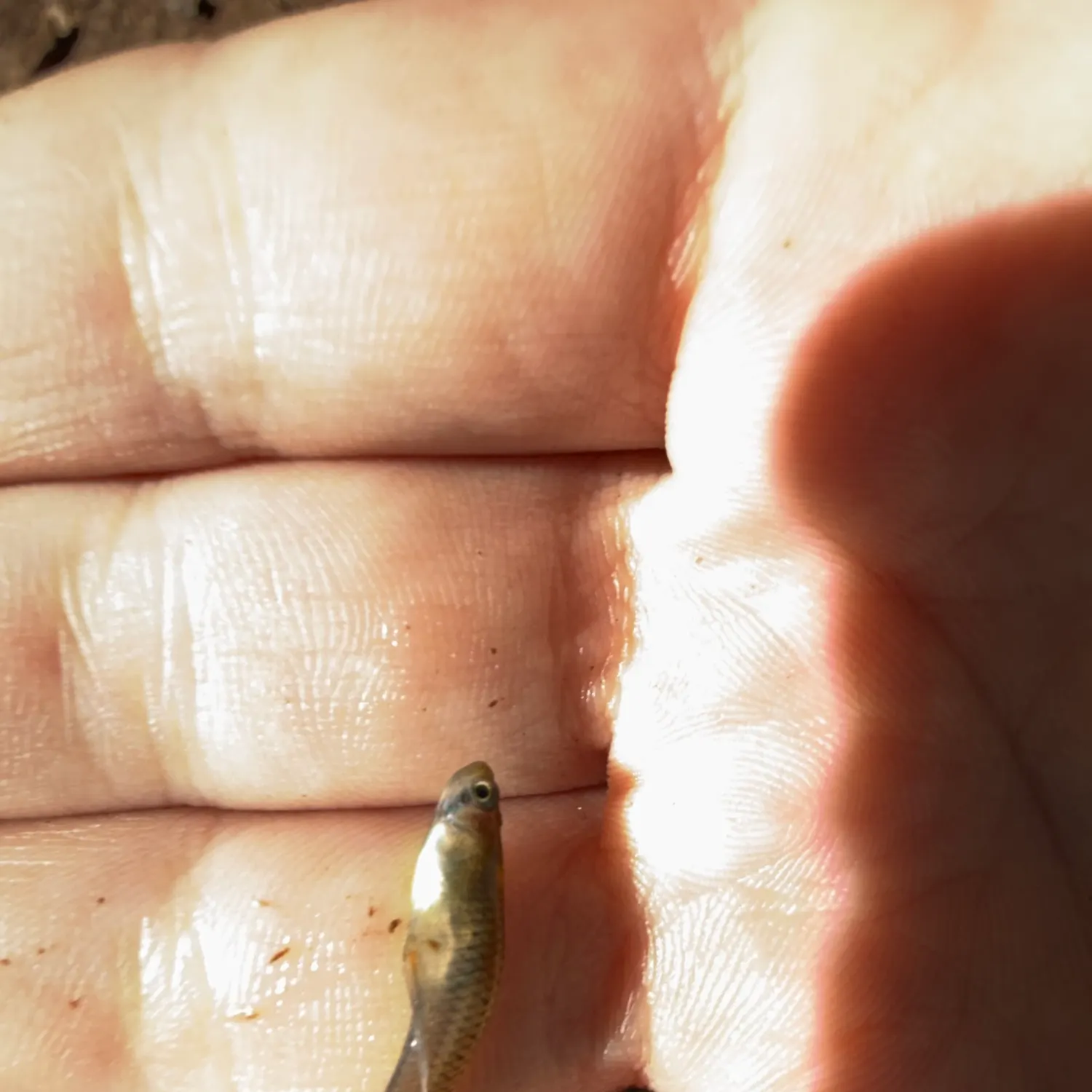 Eastern mosquitofish caught on Fishbrain