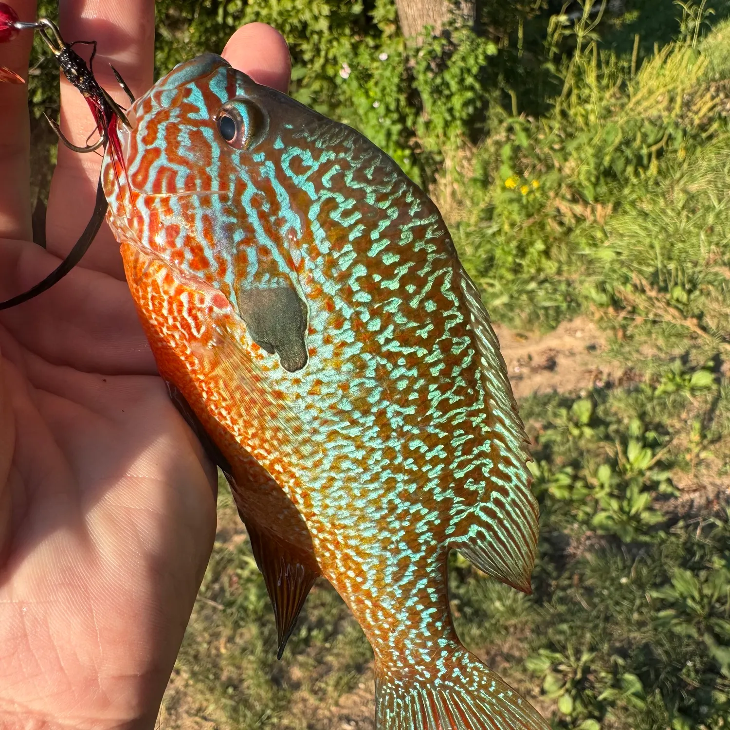 Longear sunfish caught on Fishbrain