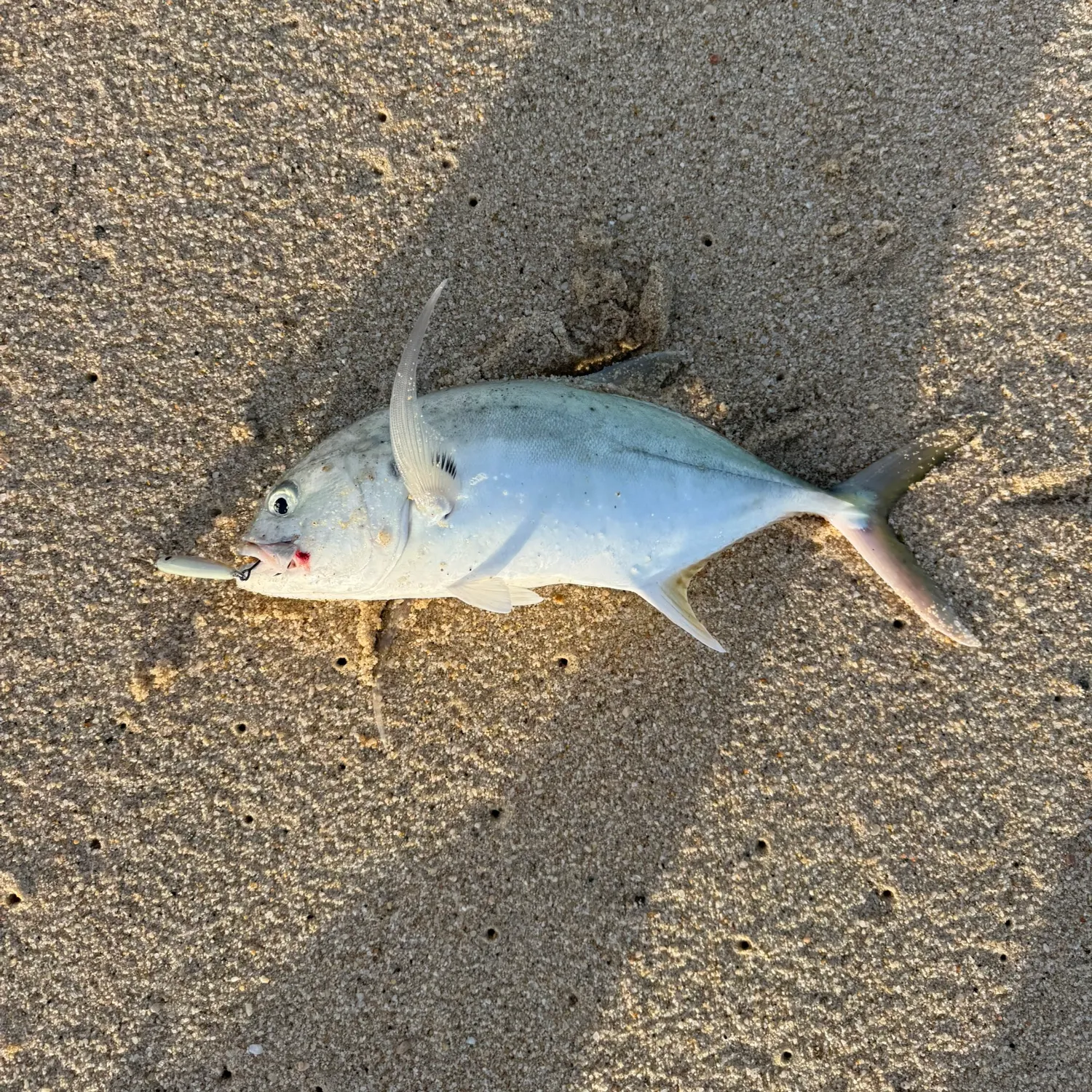 The most recent Pacific crevalle jack catches on Fishbrain