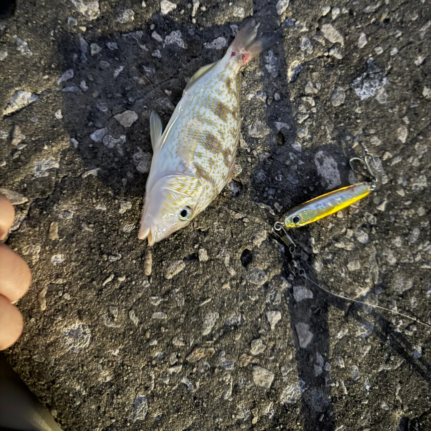 The most recent Sand perch catches on Fishbrain