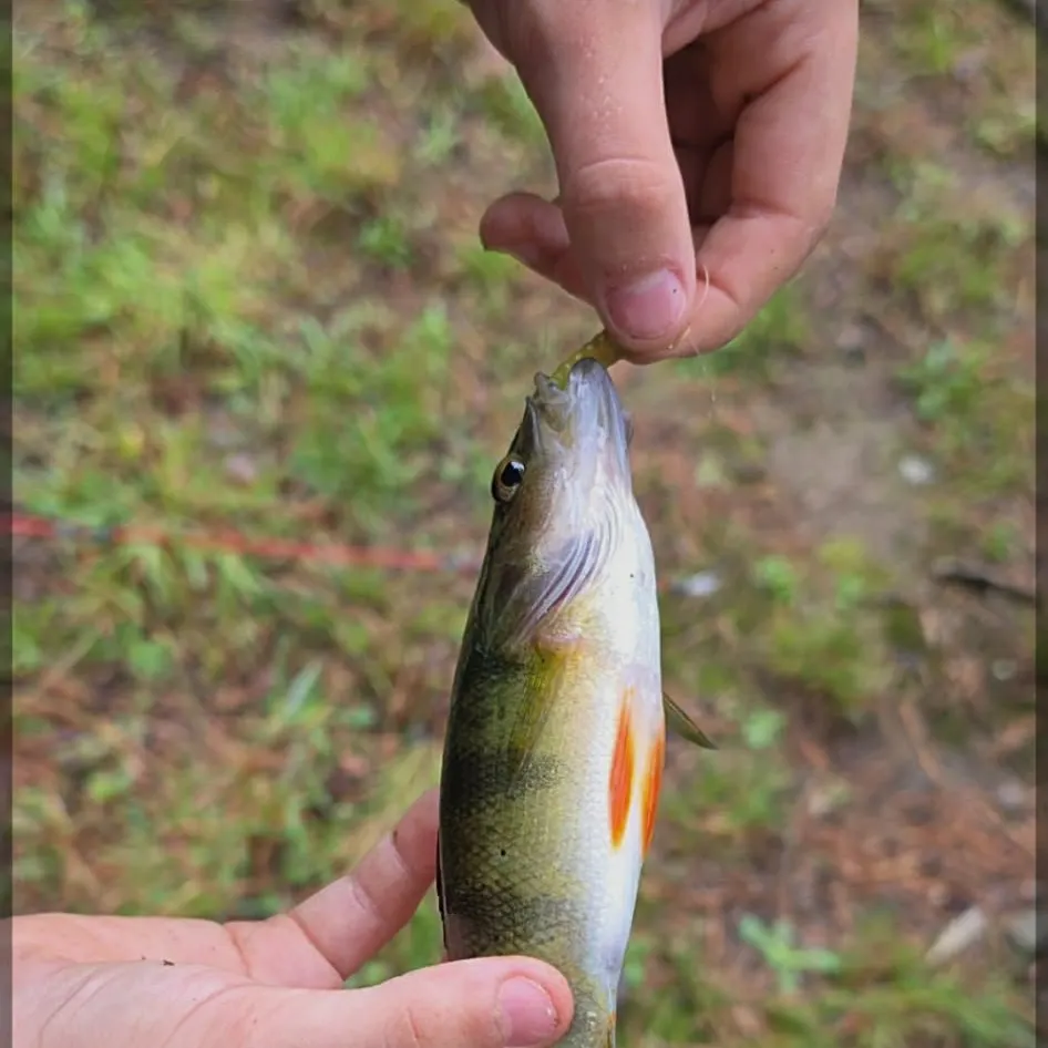 Yellow perch caught on Fishbrain