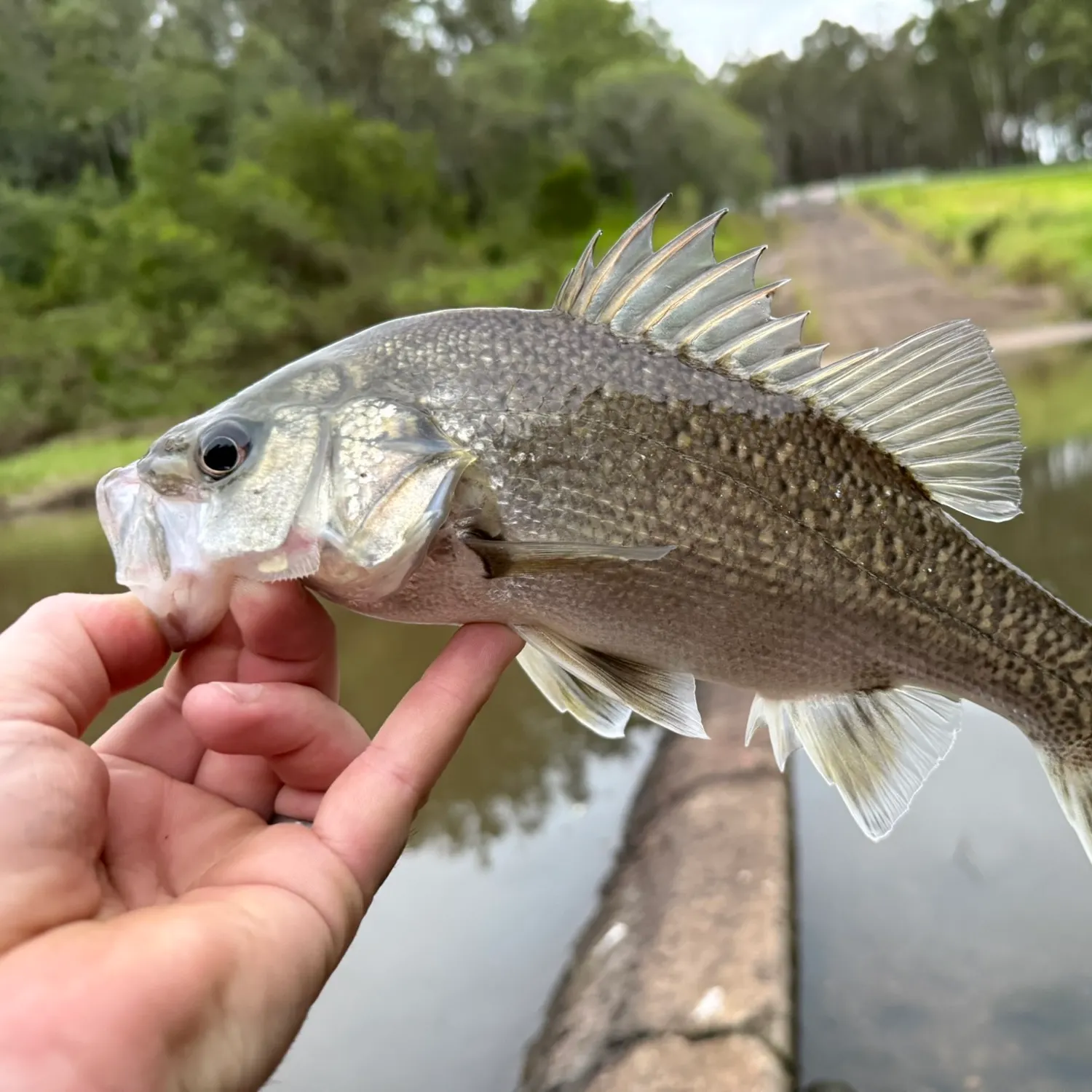 Australian bass caught on Fishbrain