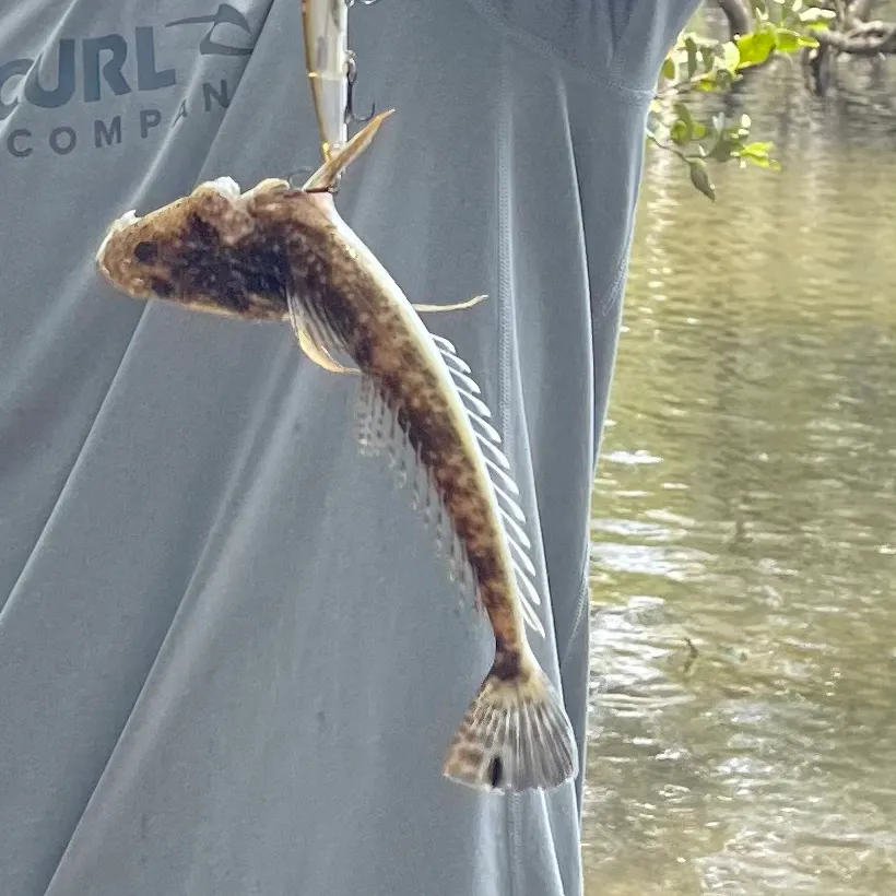 The most recent Dusky flathead catches on Fishbrain