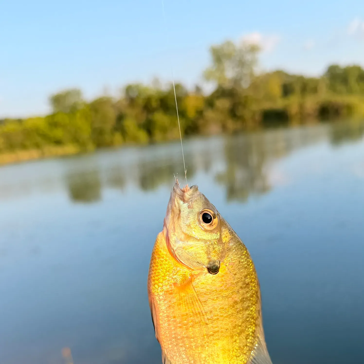 Bluegill caught on Fishbrain