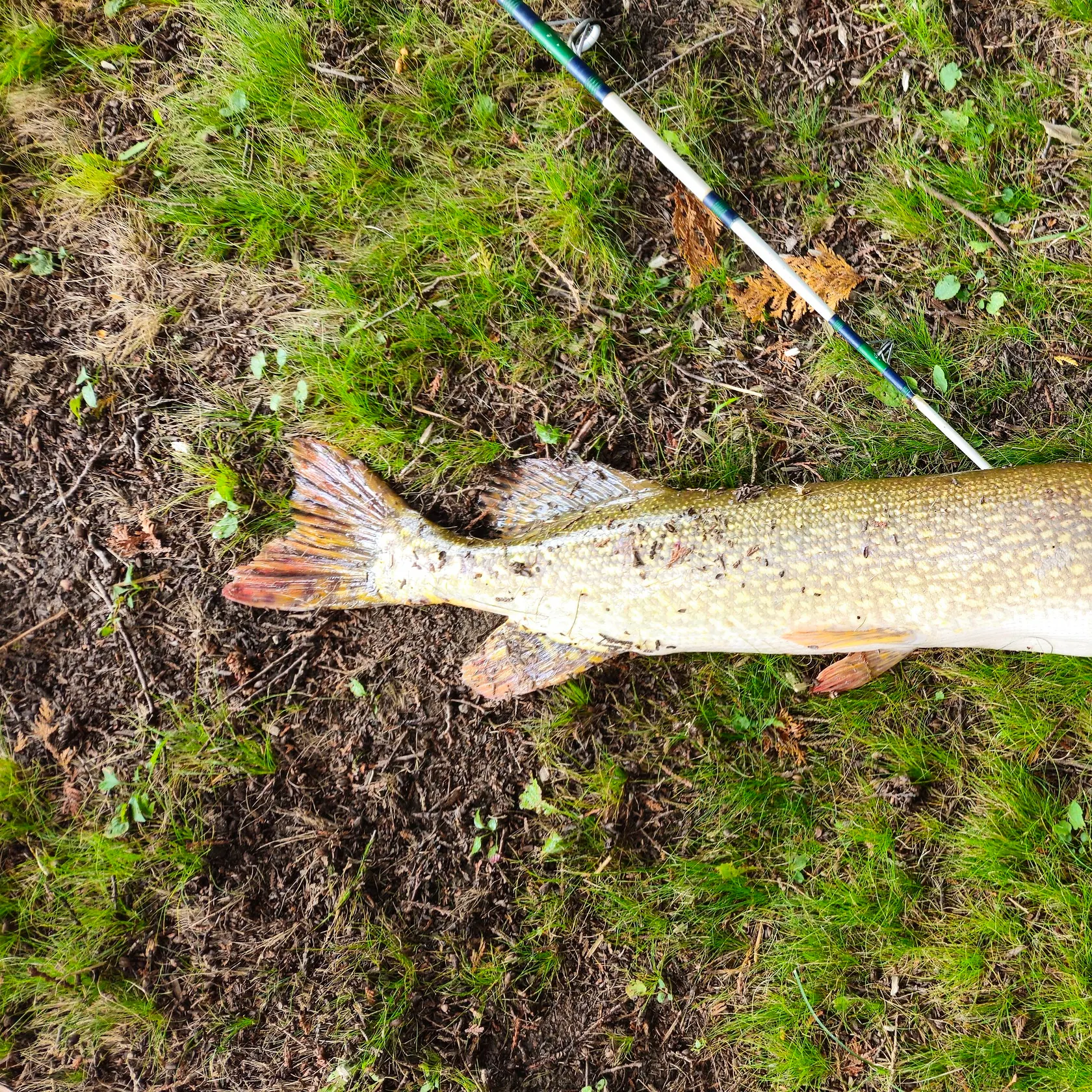 Northern pike caught on Fishbrain
