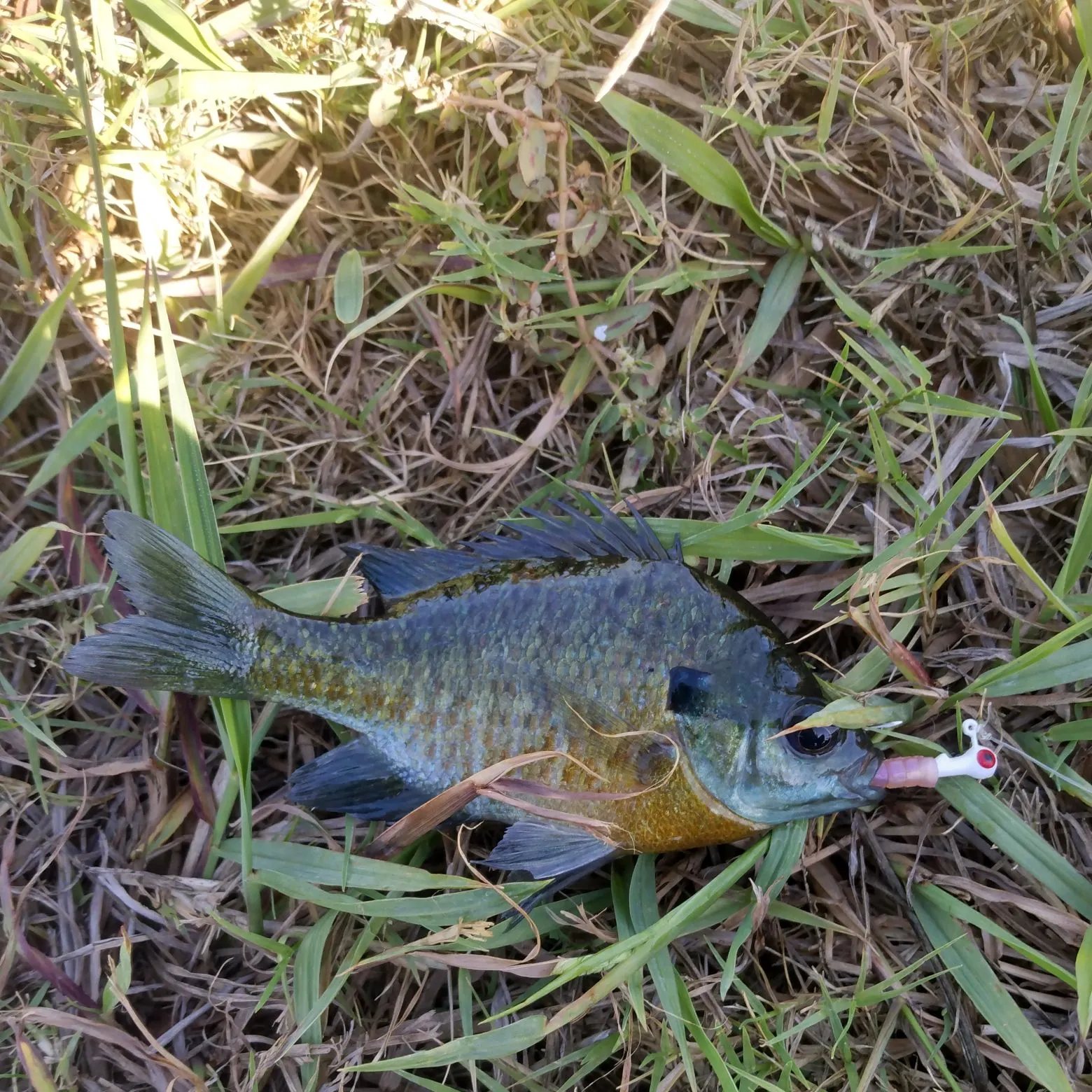 Bluegill caught on Fishbrain
