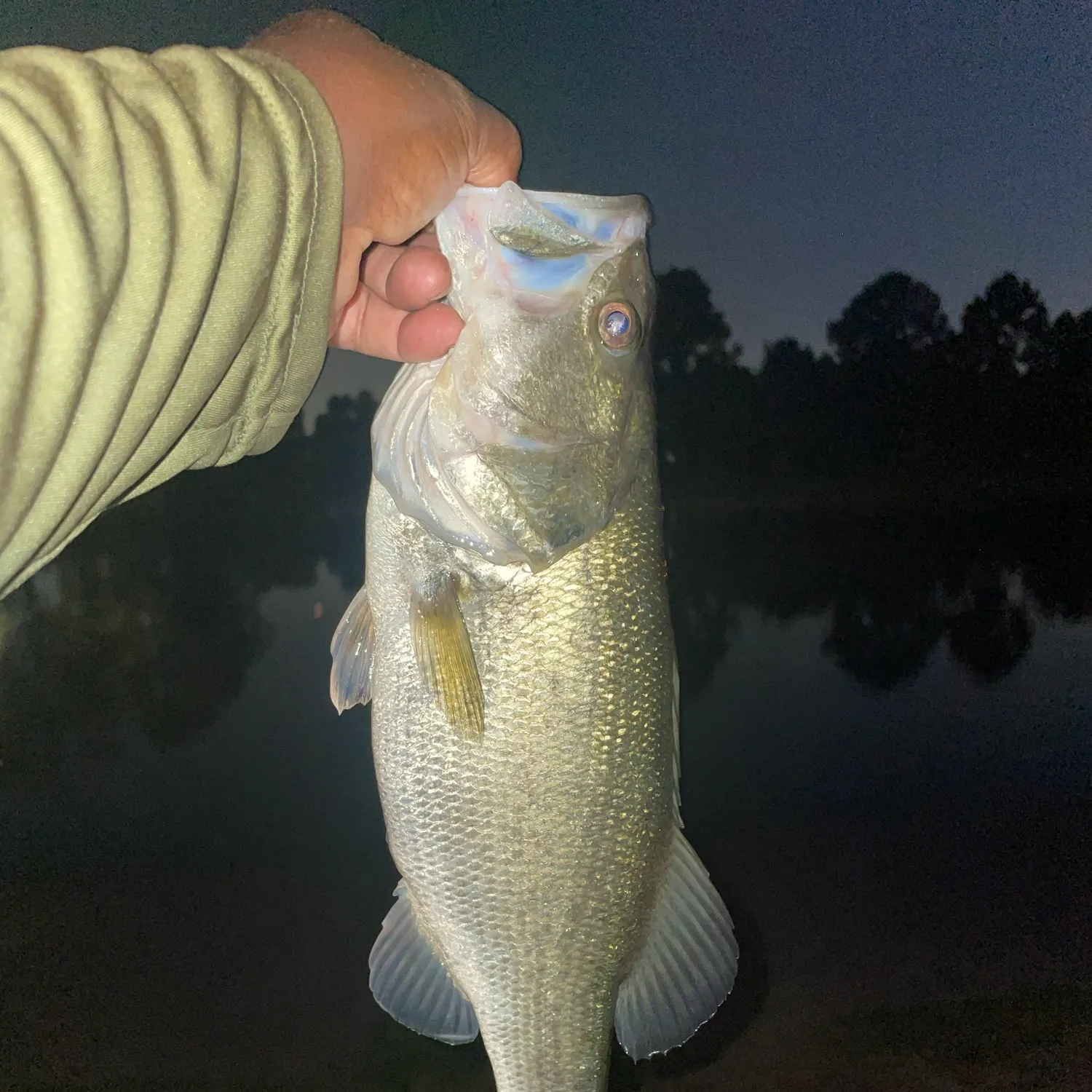 Largemouth bass caught on Fishbrain