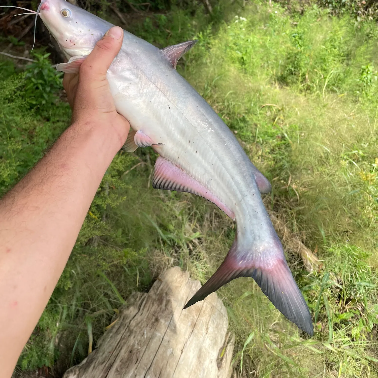 Blue catfish caught on Fishbrain