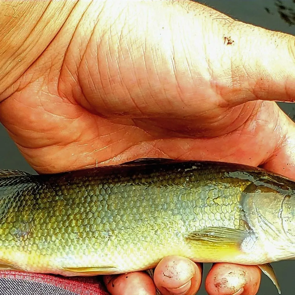 angler catch