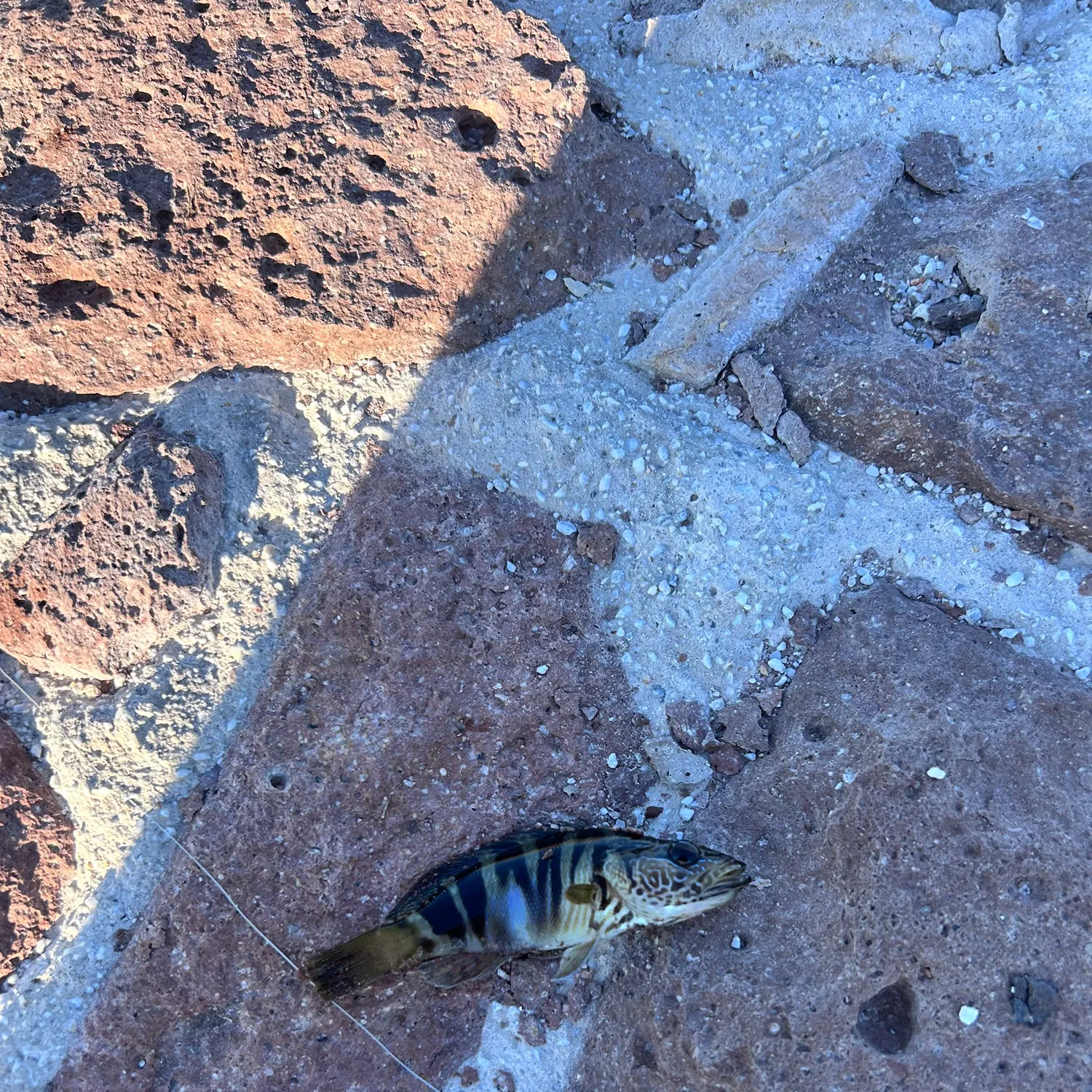 European perch caught on Fishbrain
