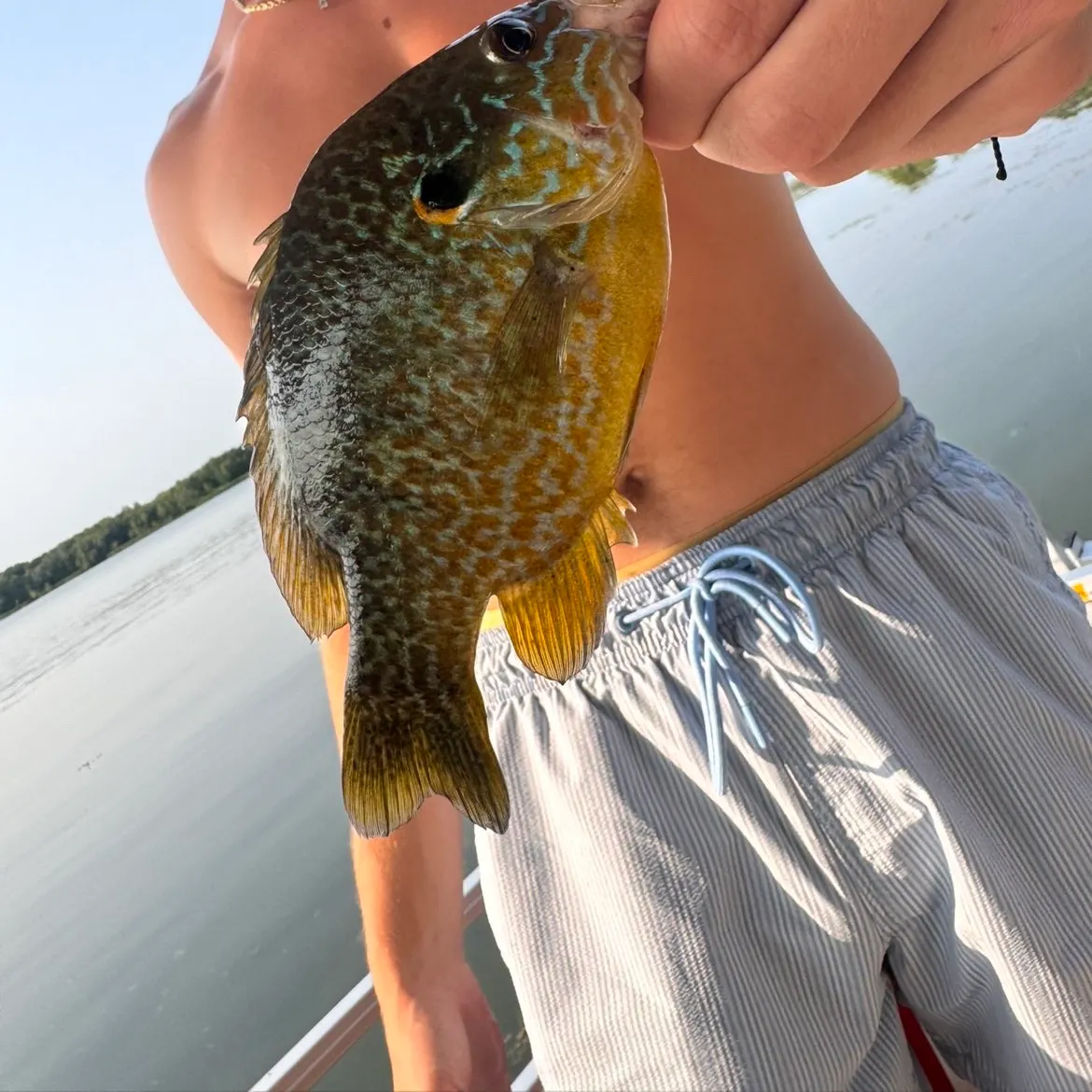 Greengill hybrid caught on Fishbrain