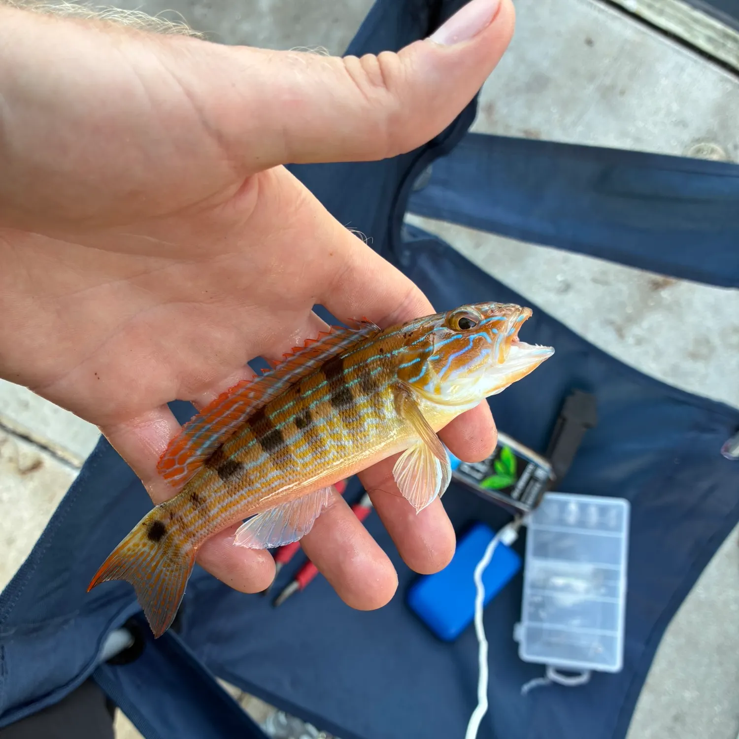 The most recent Sand perch catches on Fishbrain