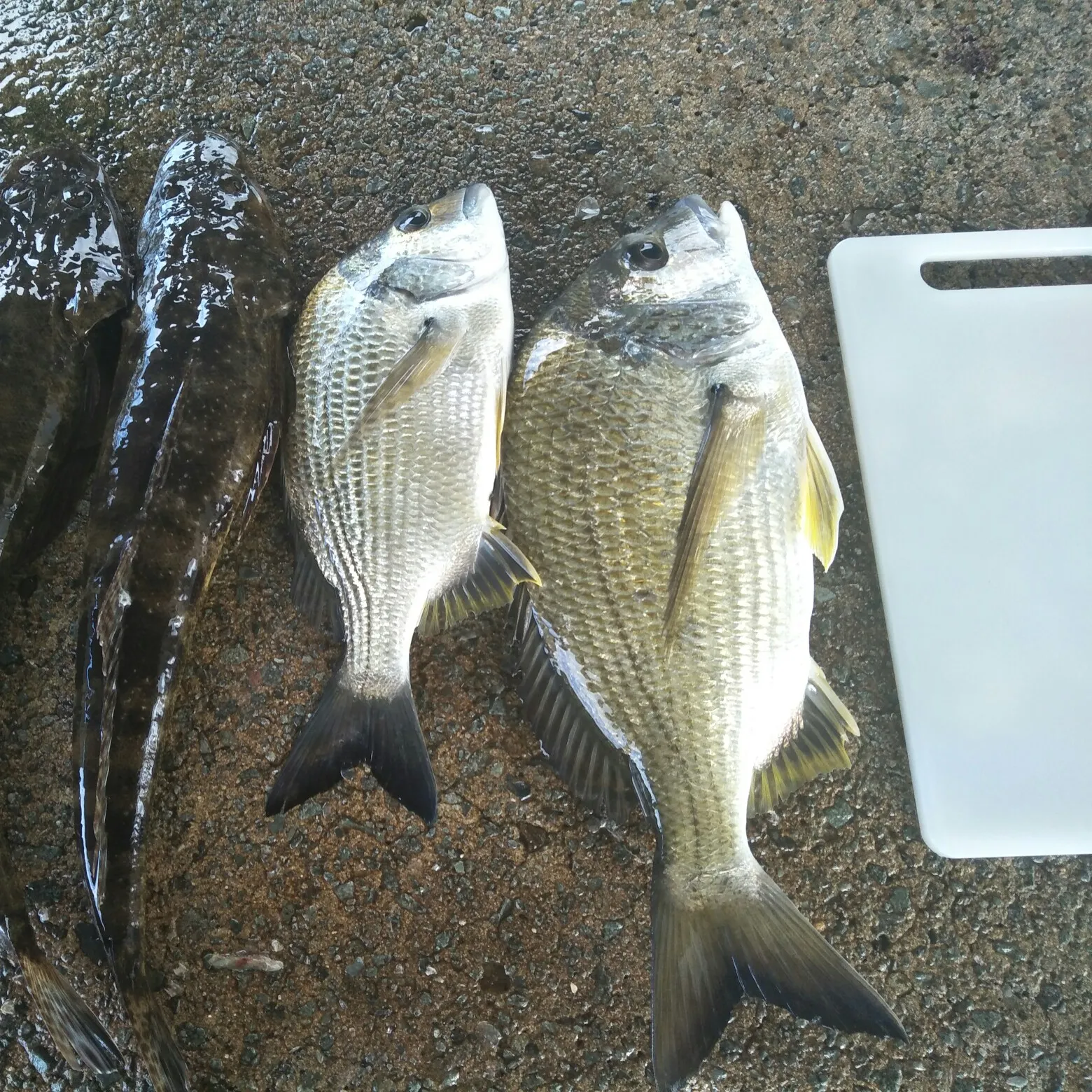 recently logged catches