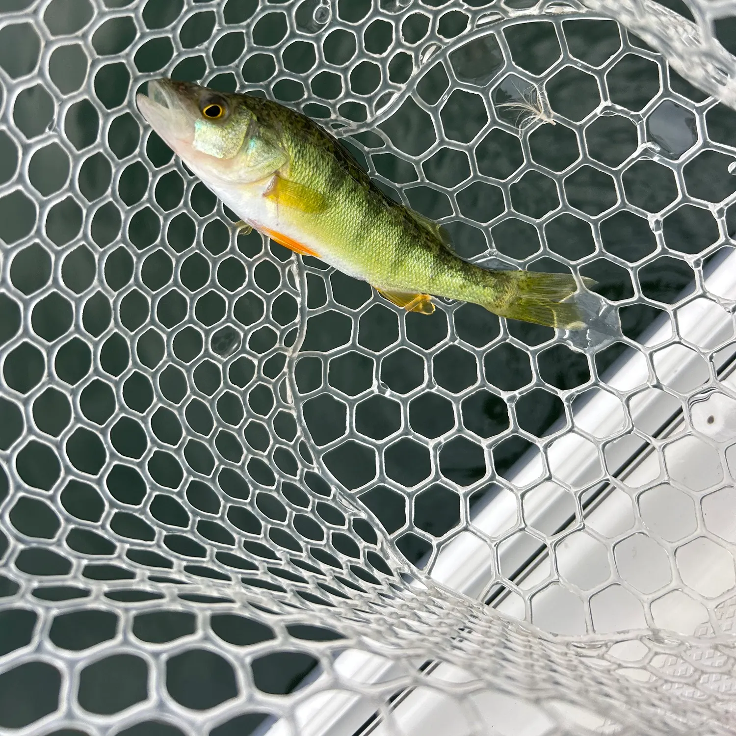Yellow perch caught on Fishbrain