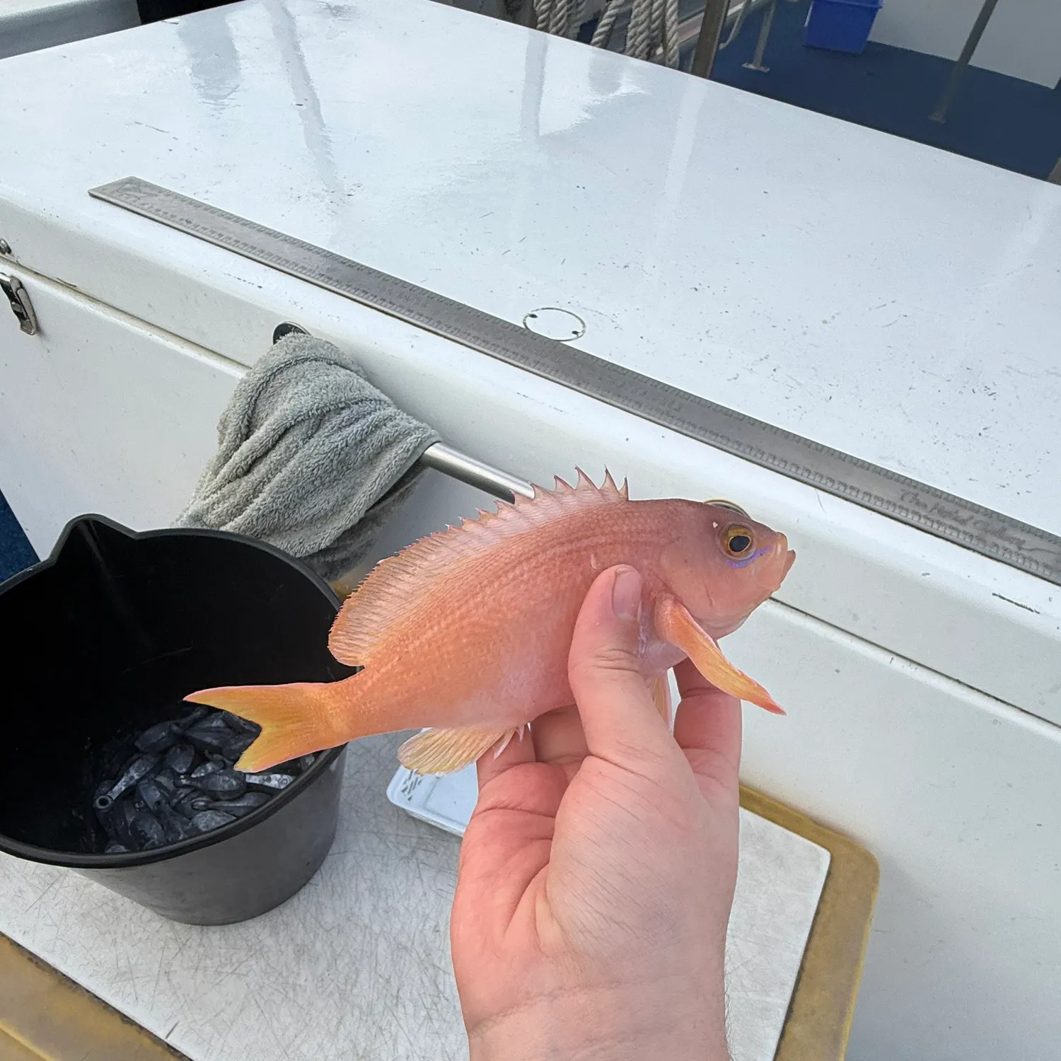 The most recent Moses perch catches on Fishbrain