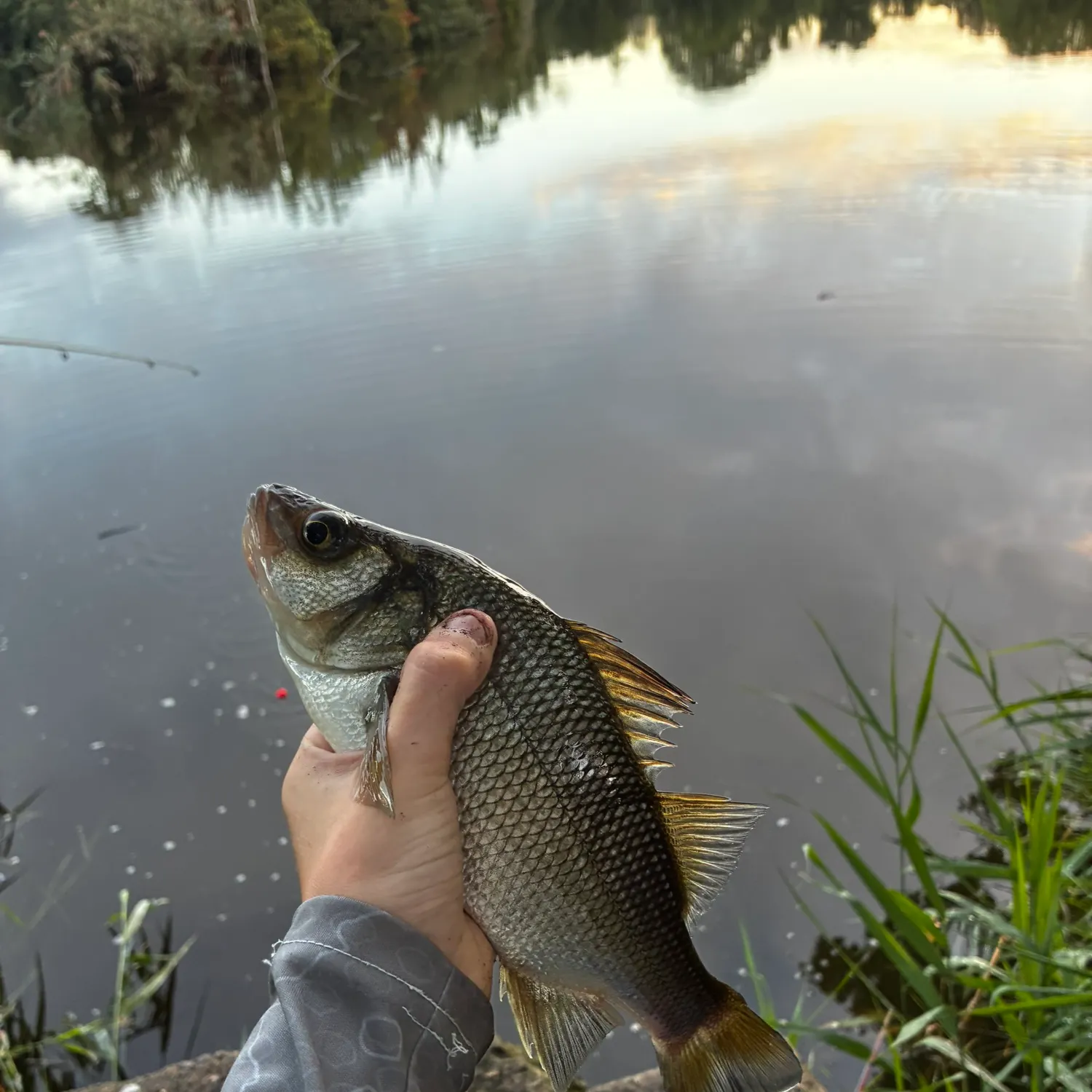 White perch caught on Fishbrain