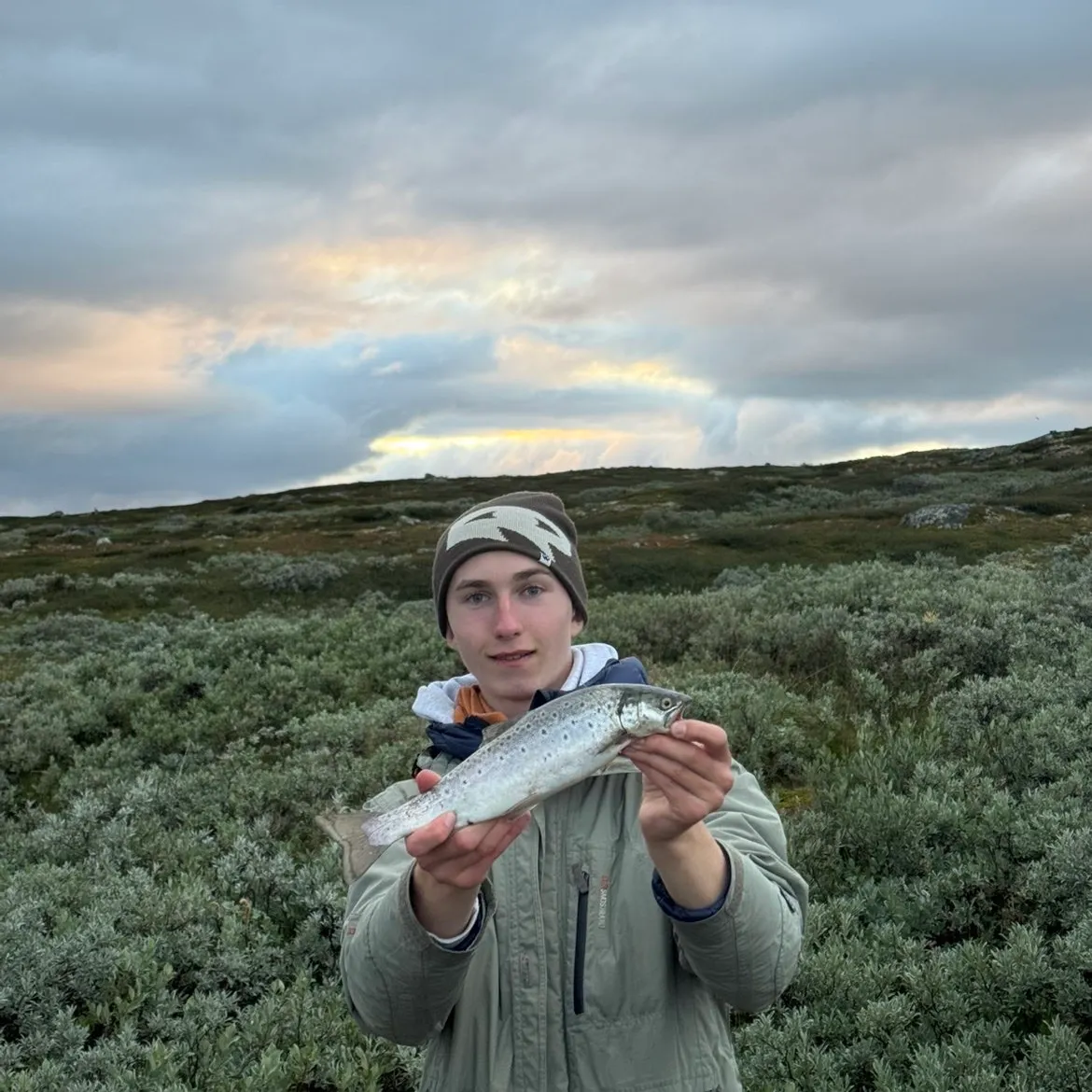 Brown trout caught on Fishbrain