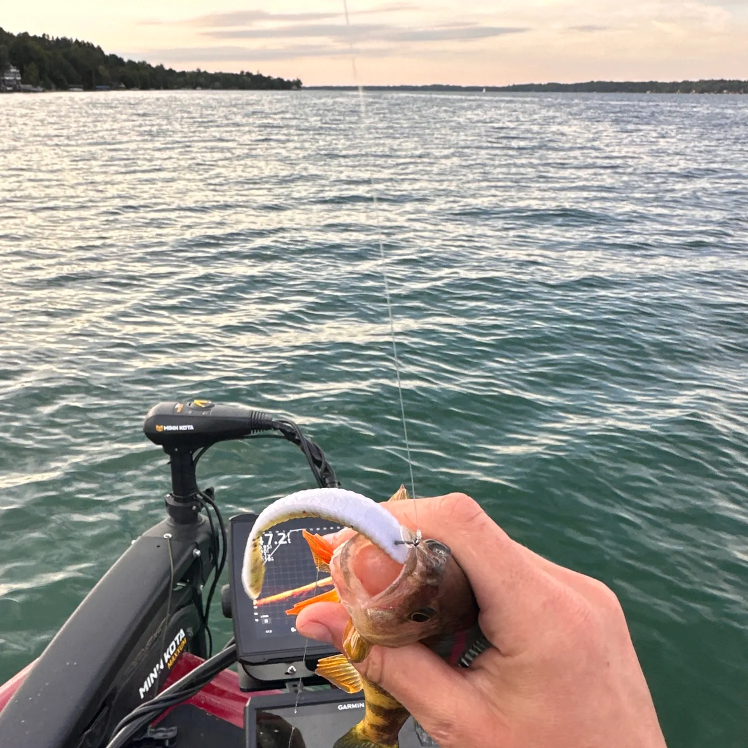 Yellow perch caught on Fishbrain