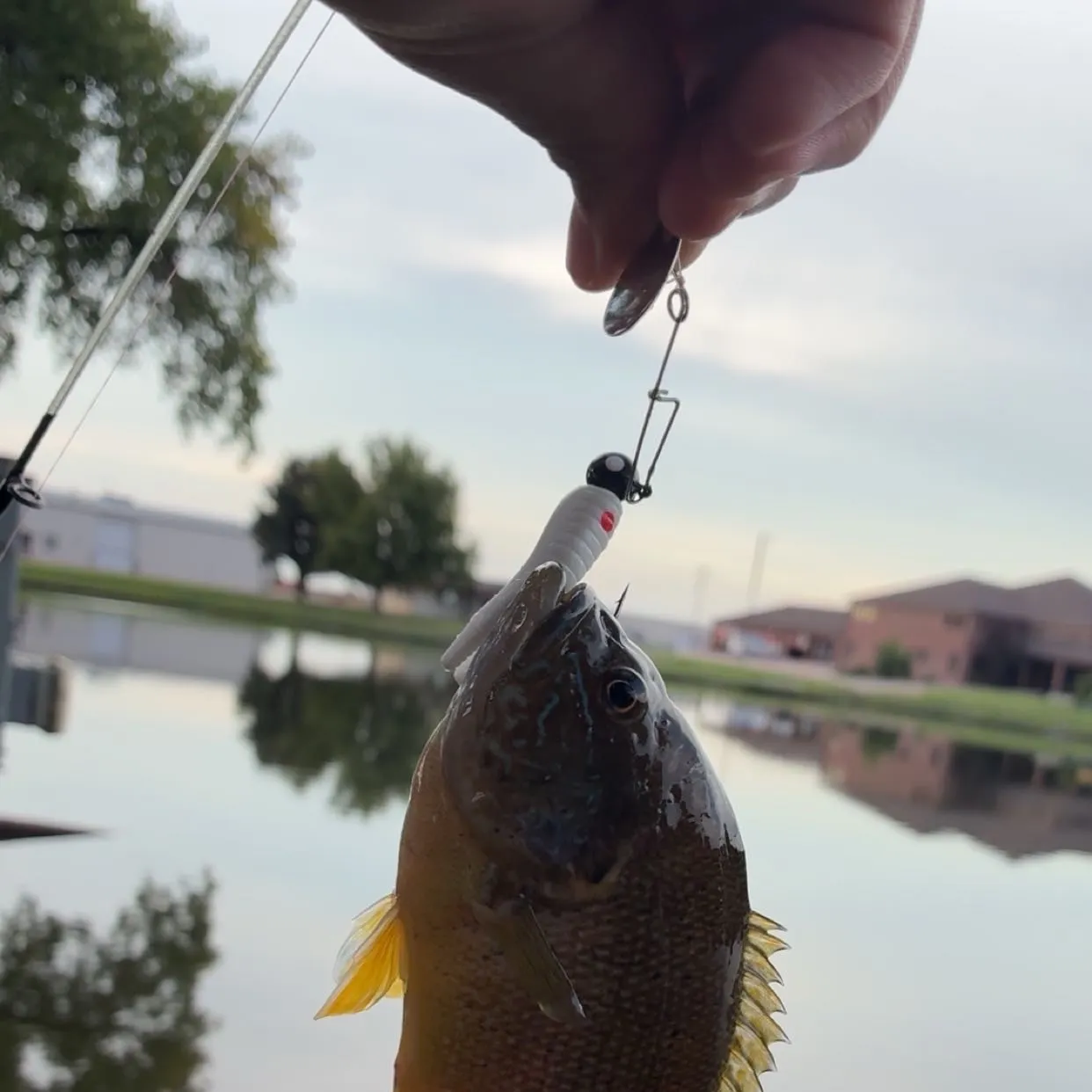 Green sunfish caught on Fishbrain