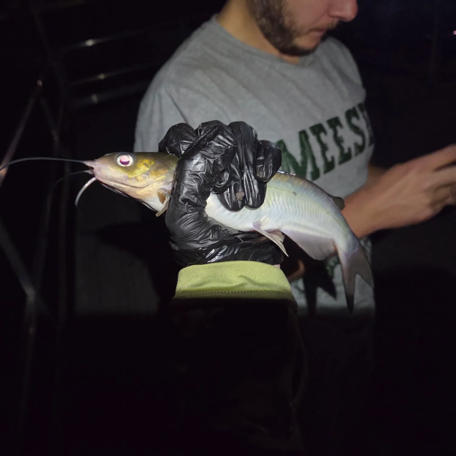 Channel catfish caught on Fishbrain