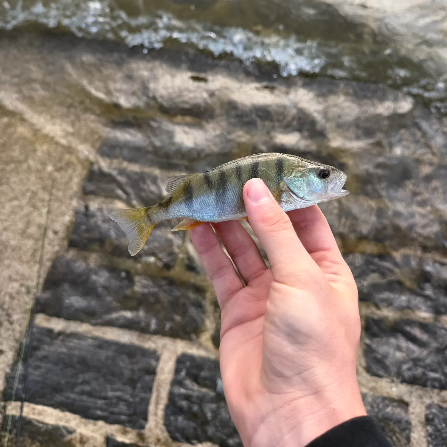 European perch caught on Fishbrain