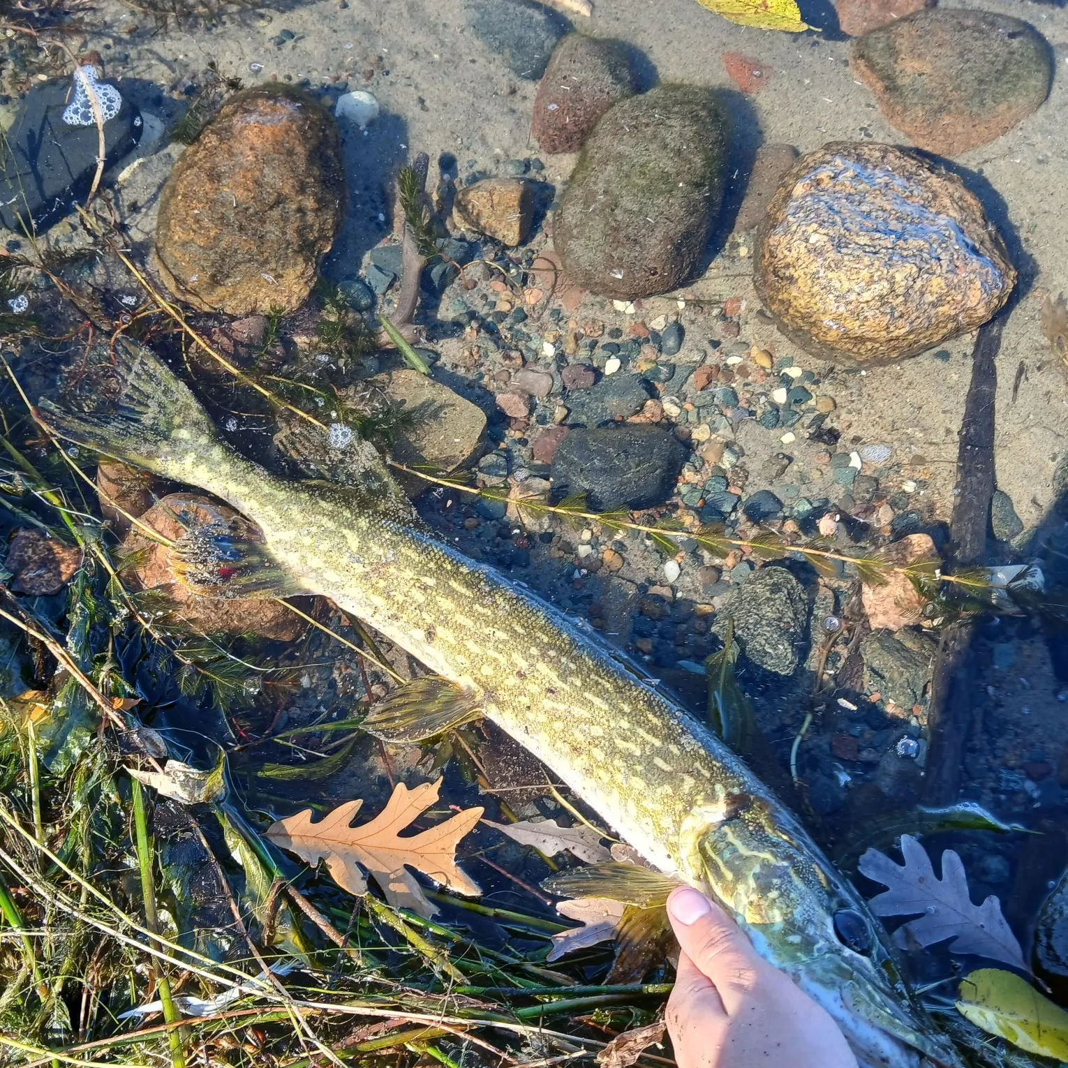 catch
