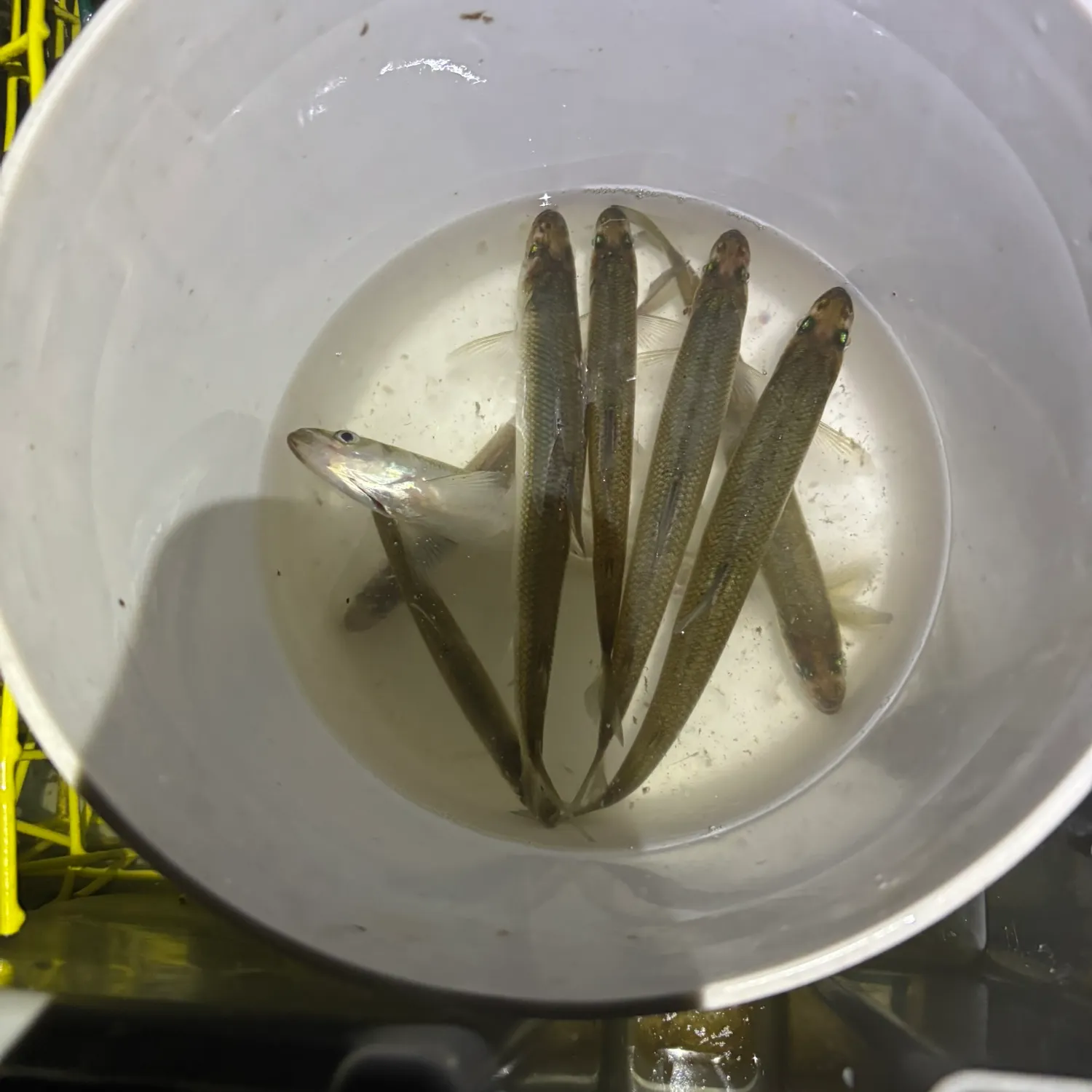 The most recent Atlantic rainbow smelt catches on Fishbrain