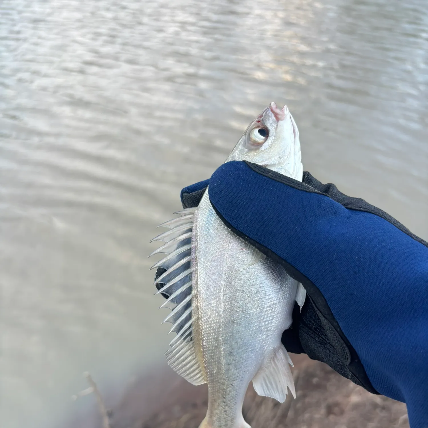 The most recent Bidyan perch catches on Fishbrain