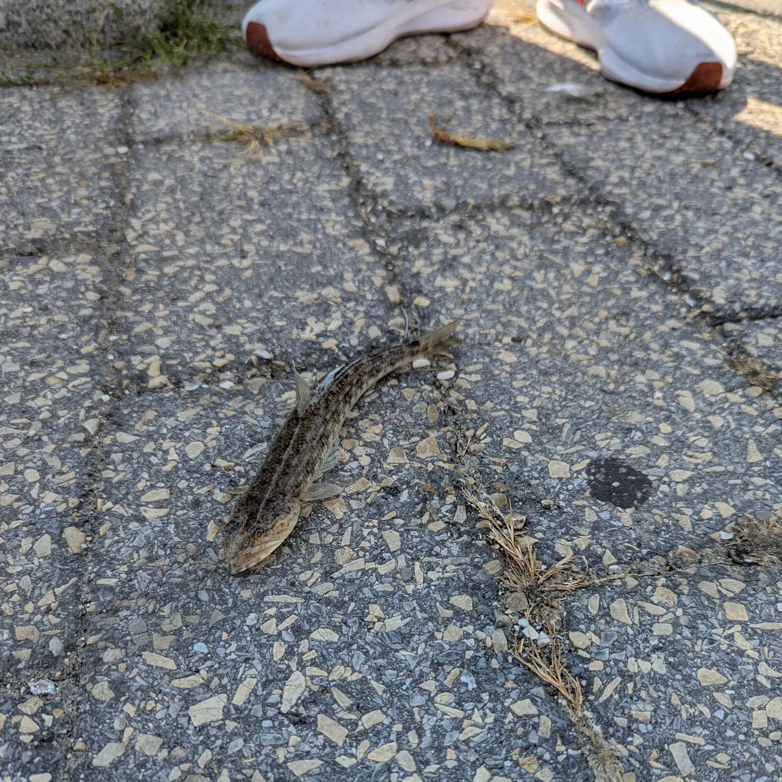 The most recent Inshore lizardfish catches on Fishbrain