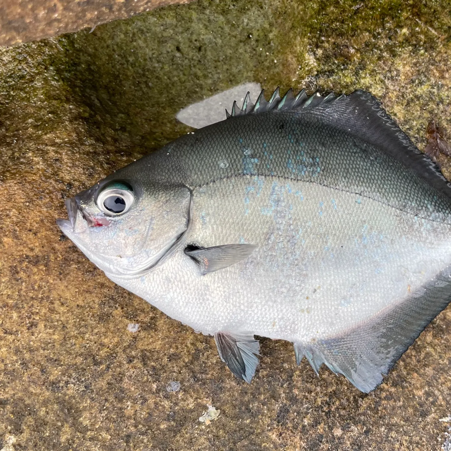 The most recent Silver sweep catches on Fishbrain