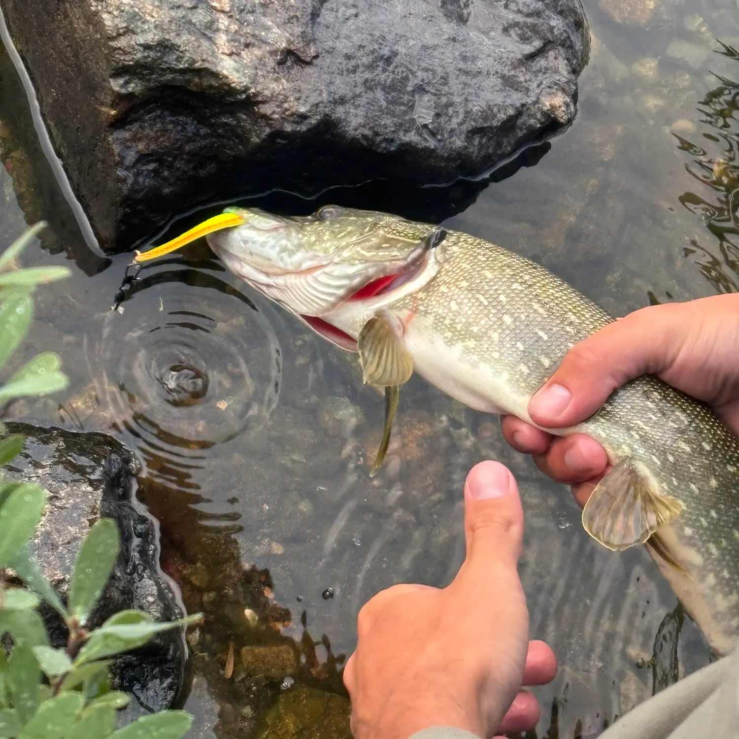 Northern pike caught on Fishbrain