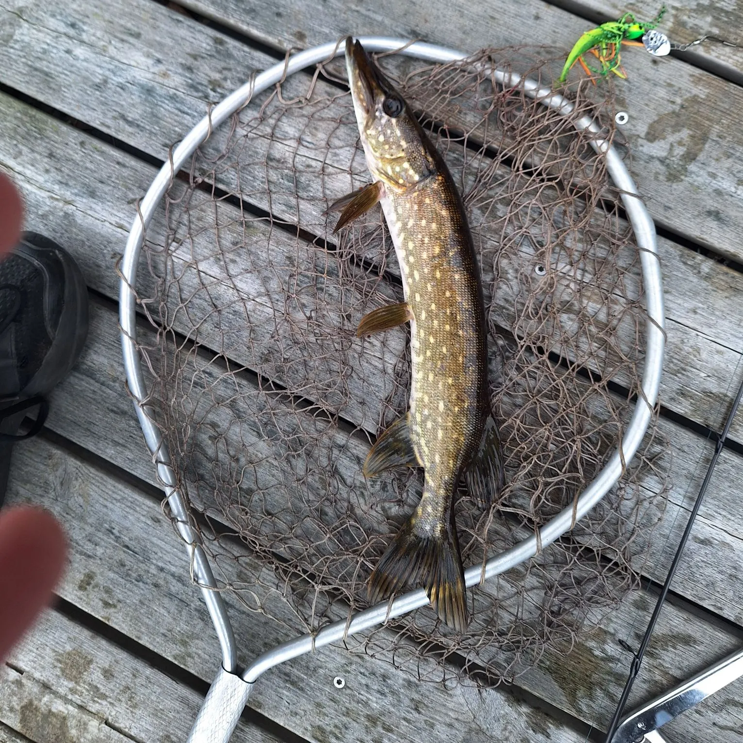 Northern pike caught on Fishbrain