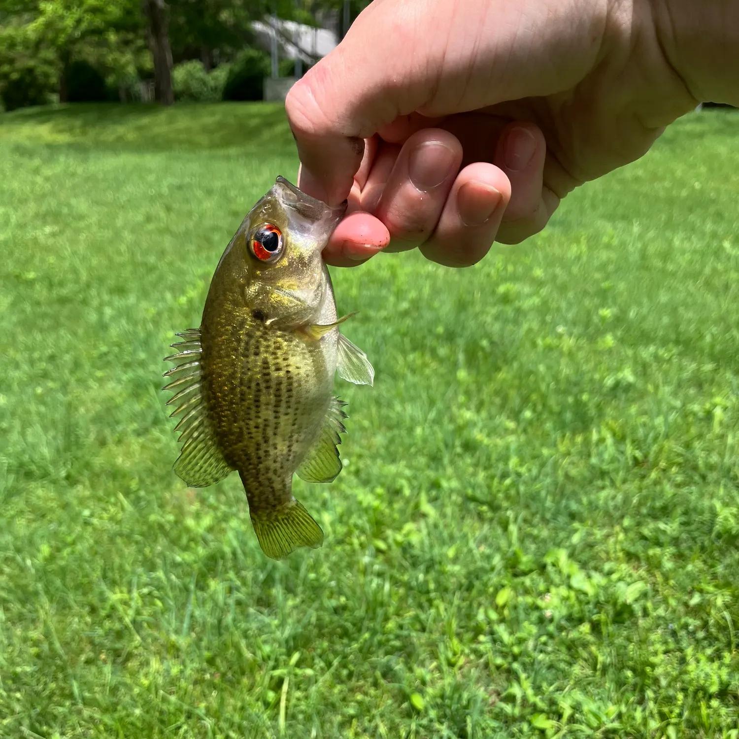 The most recent Rock bass catches on Fishbrain